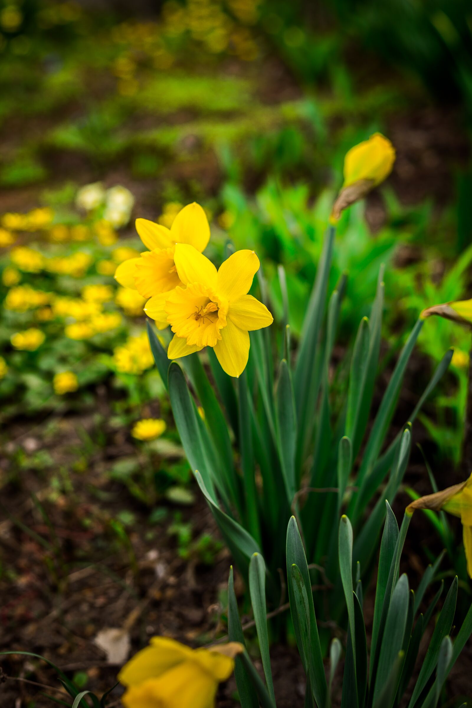 Canon EF 50mm F1.8 II sample photo. Daffodils, flowers, spring photography