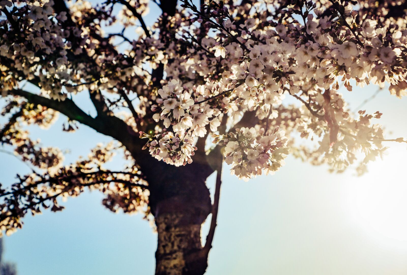 Nikon D610 sample photo. Cherry tree, spring, tree photography