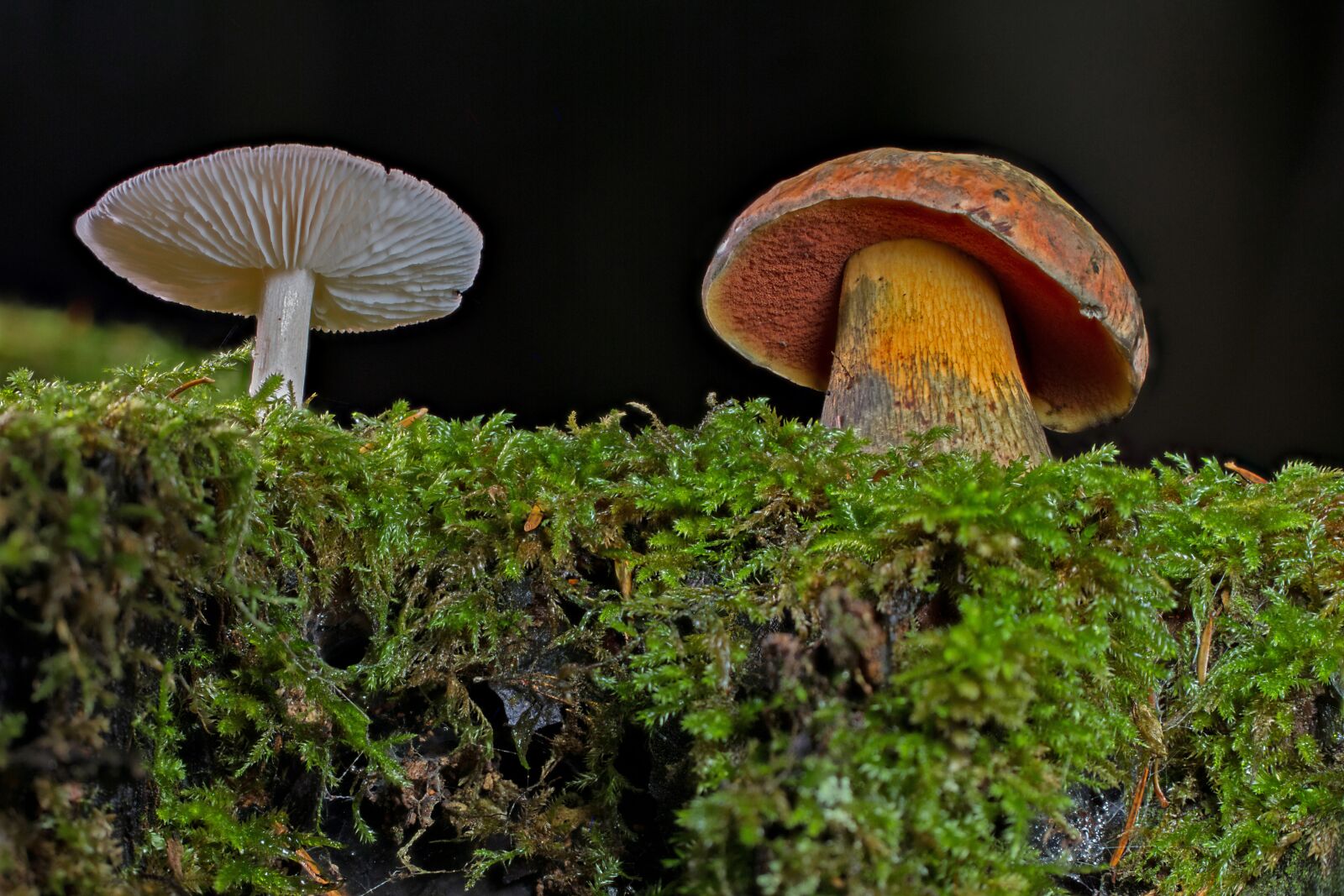 Tamron SP AF 60mm F2 Di II LD IF Macro sample photo. Mushroom, rac, agaric photography