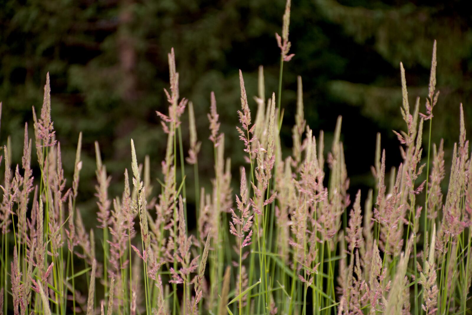 Nikon D7200 sample photo. Grasses, grass, nature photography