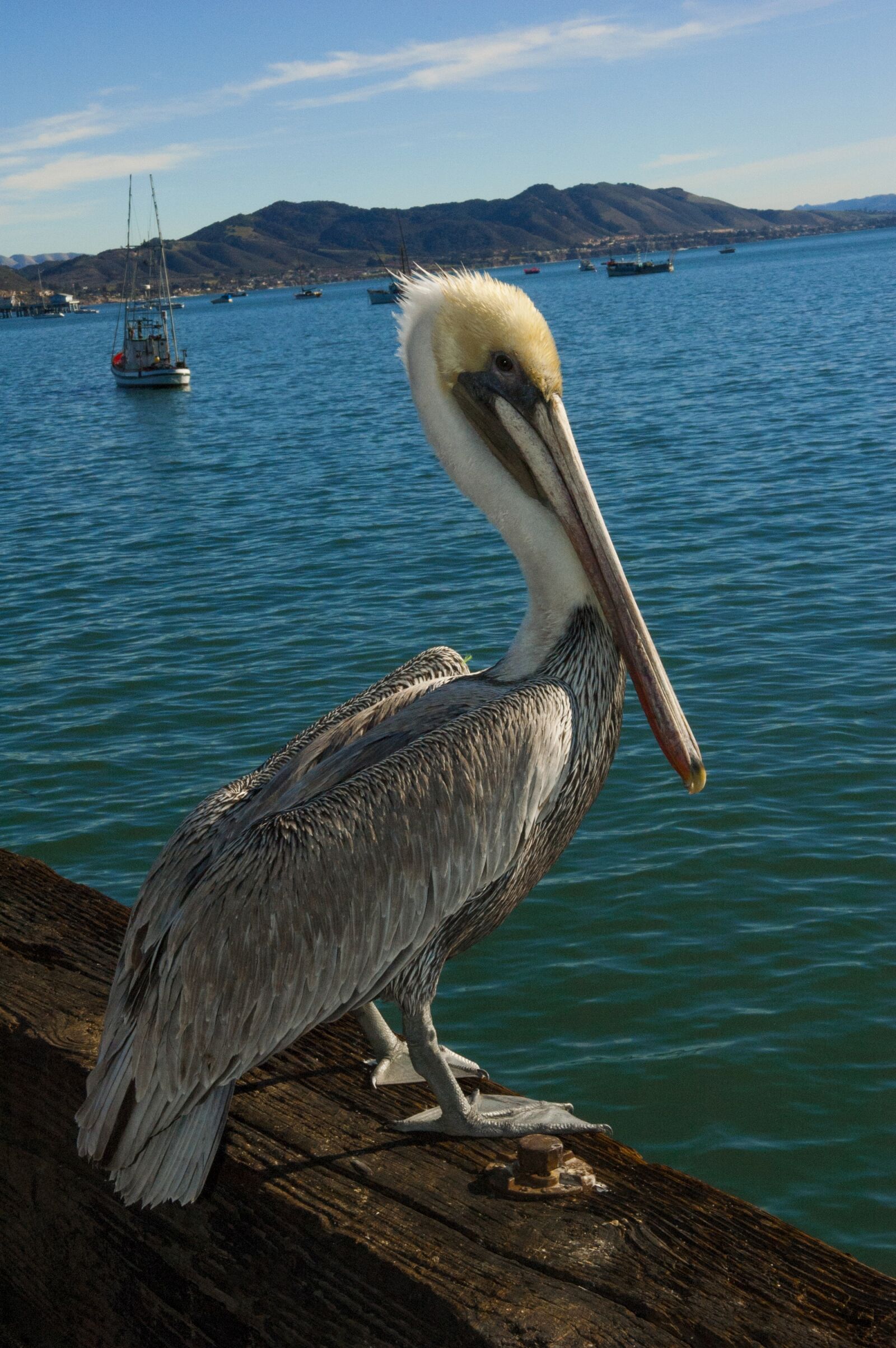 Nikon D70s sample photo. Pelican, bird, pier photography