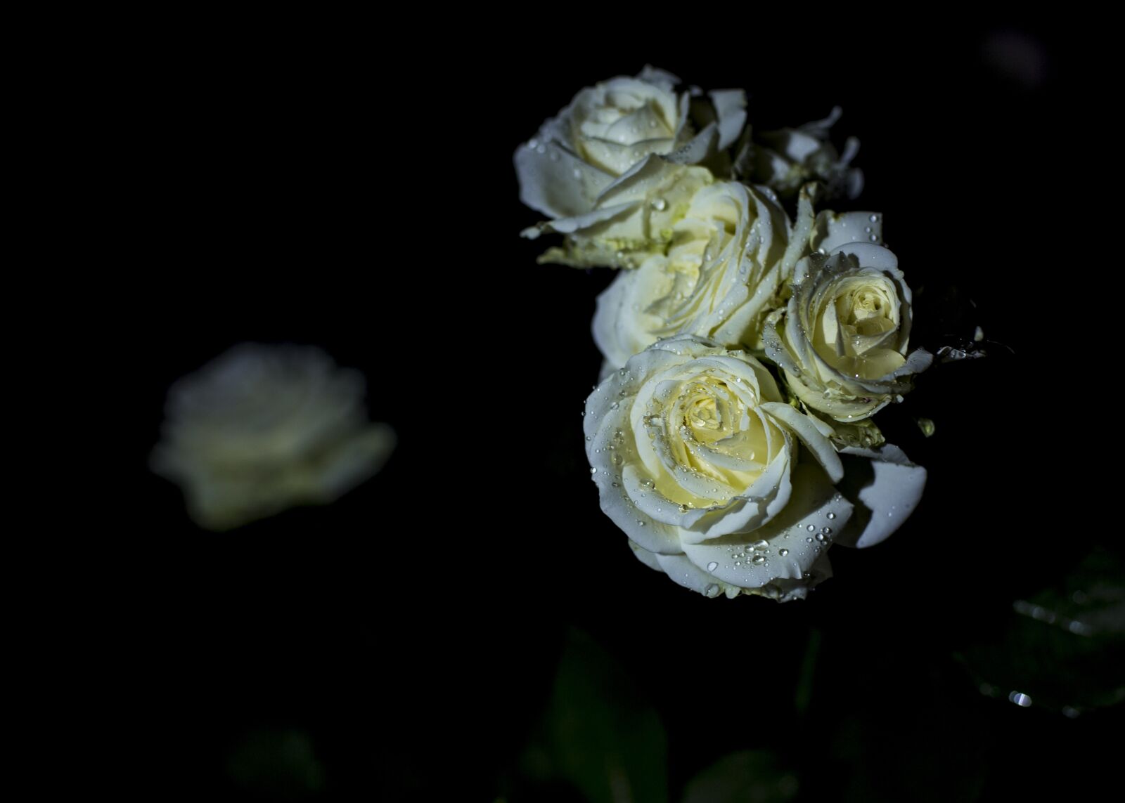 Canon EOS 6D sample photo. Roses, rose, white photography