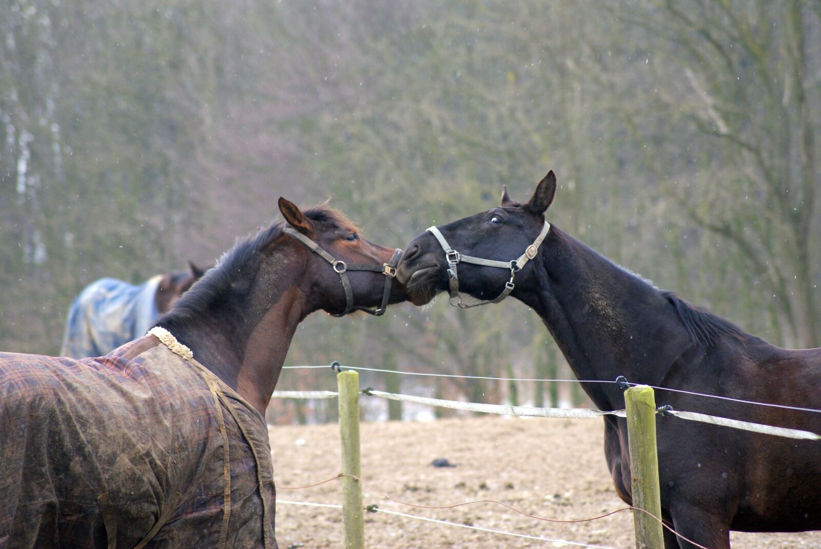 Sony Alpha DSLR-A200 sample photo. Horses, pasture, coupling photography