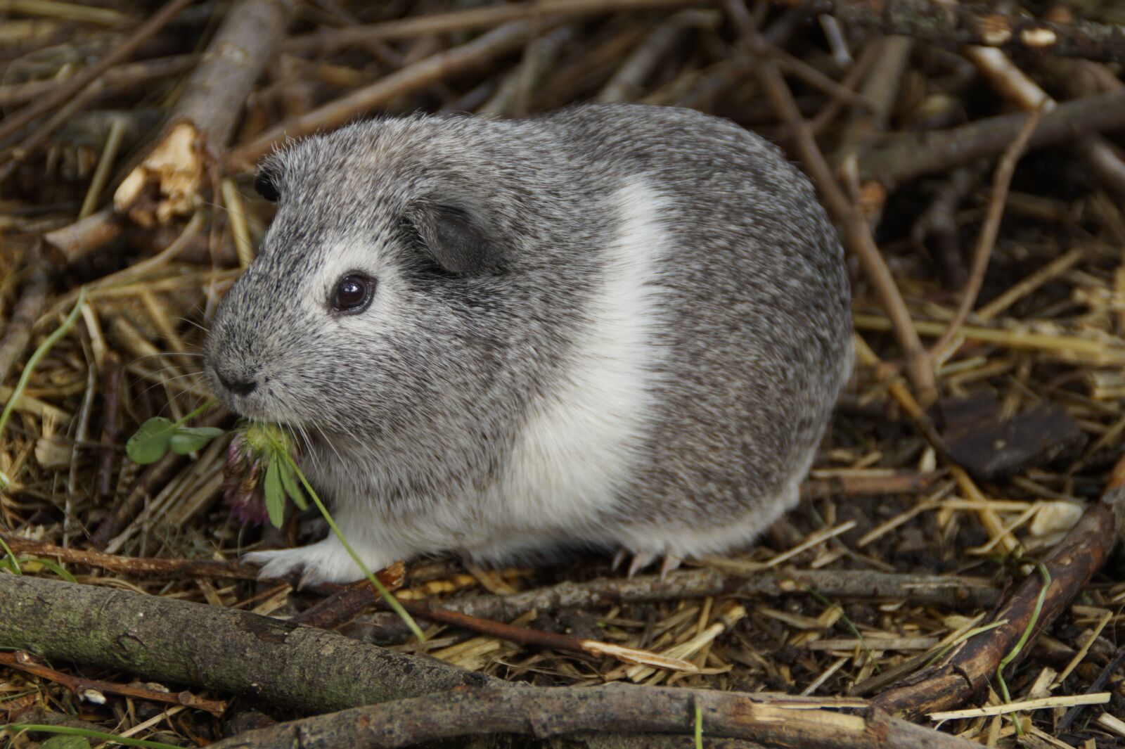 Sony SLT-A58 sample photo. Guinea pig, cute, rodent photography
