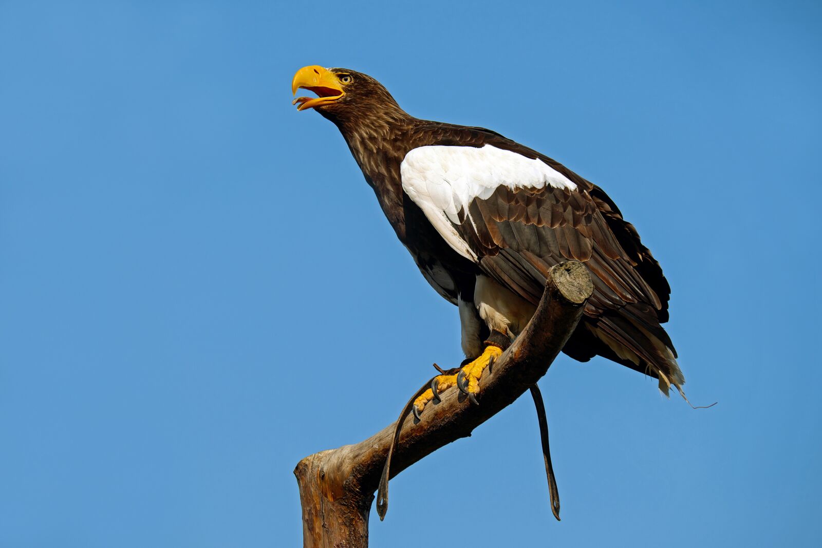 Fujifilm X-T10 + Fujifilm XC 50-230mm F4.5-6.7 OIS sample photo. Giant eagle, adler, bird photography