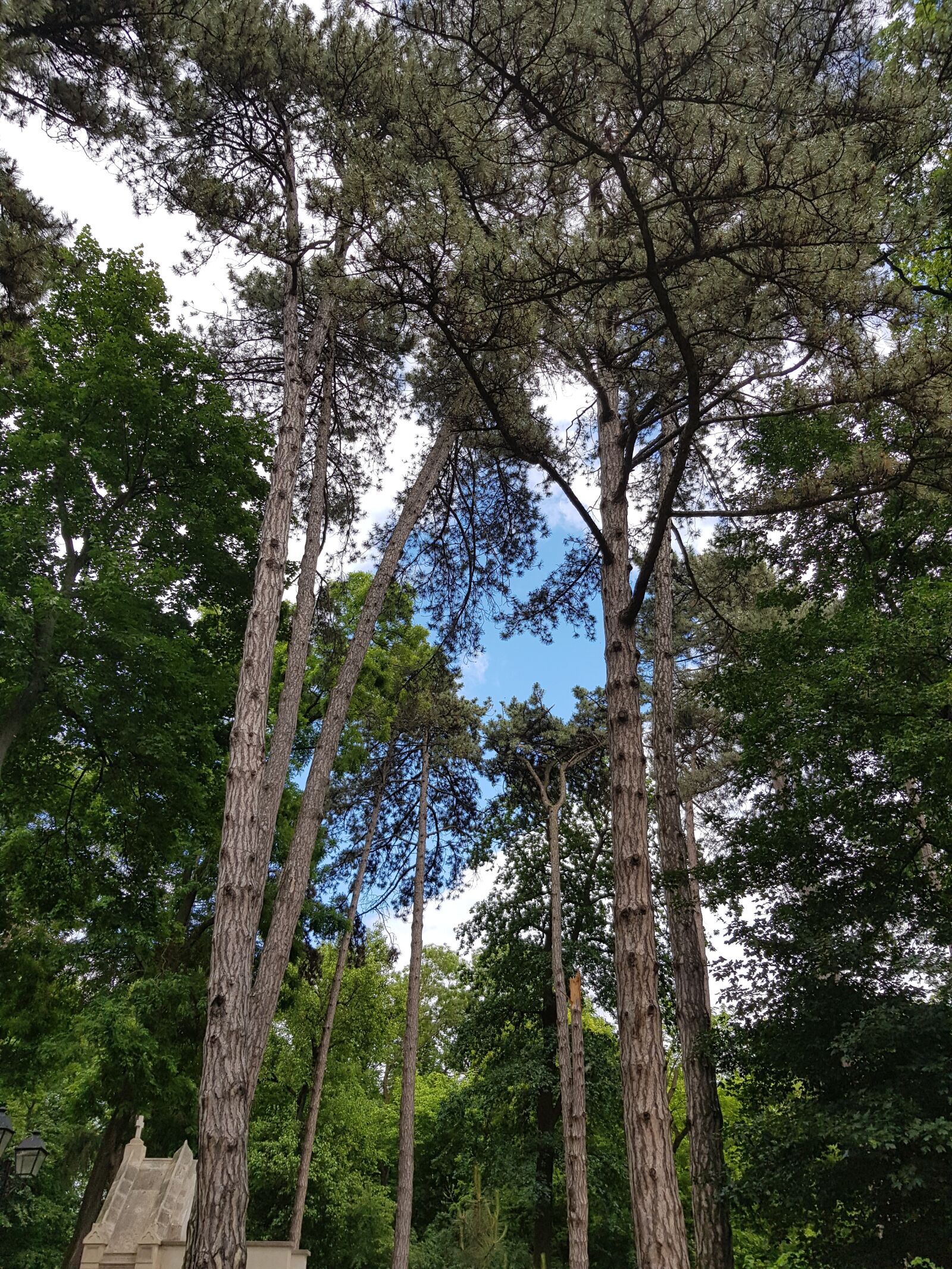 Samsung Galaxy S8 sample photo. Nature, trees, green photography