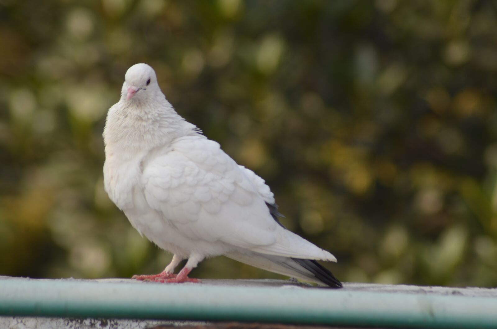 Nikon D5100 sample photo. Bird, pigeon, feathers photography