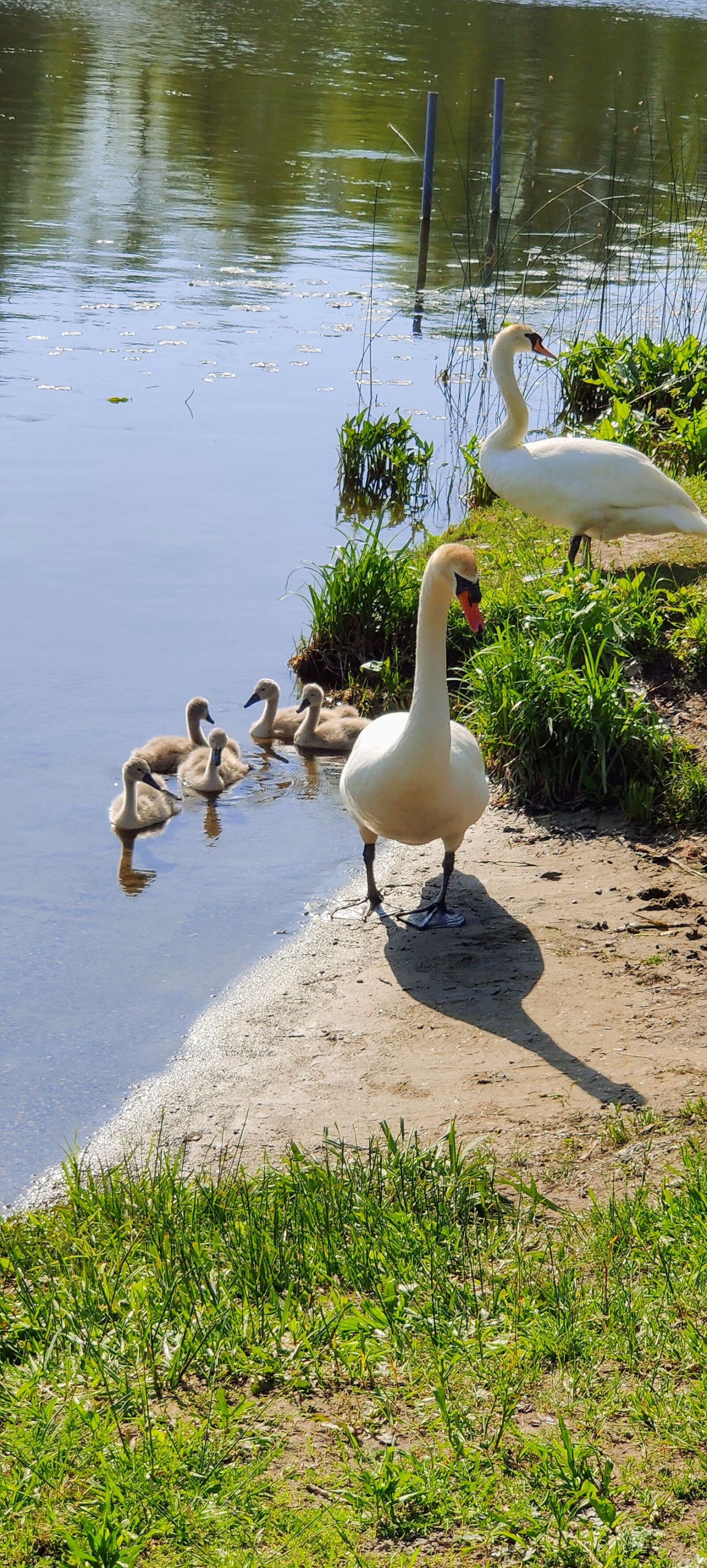 OnePlus 7 PRO sample photo. Swan, lake, bird photography