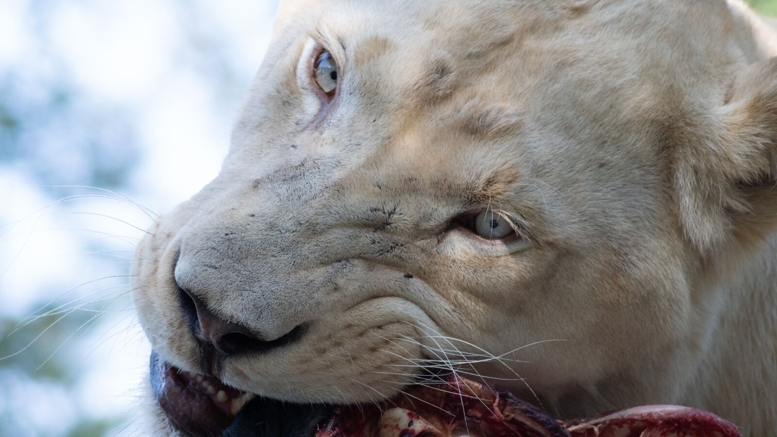 Sony ILCA-77M2 sample photo. Lion, cat, animal world photography