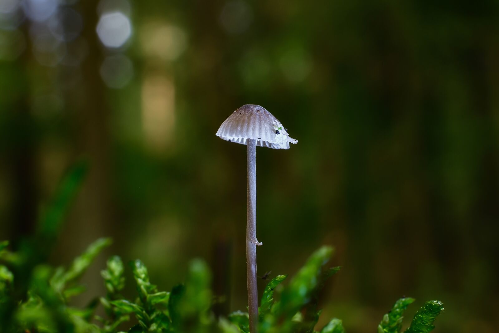 Nikon D7200 sample photo. Mushroom, hamid, forest photography