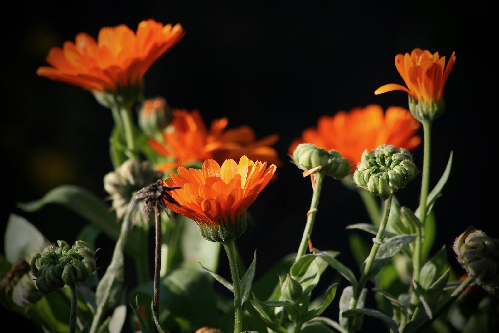 Canon EOS 400D (EOS Digital Rebel XTi / EOS Kiss Digital X) sample photo. Calendula, flowers, wildflowers photography