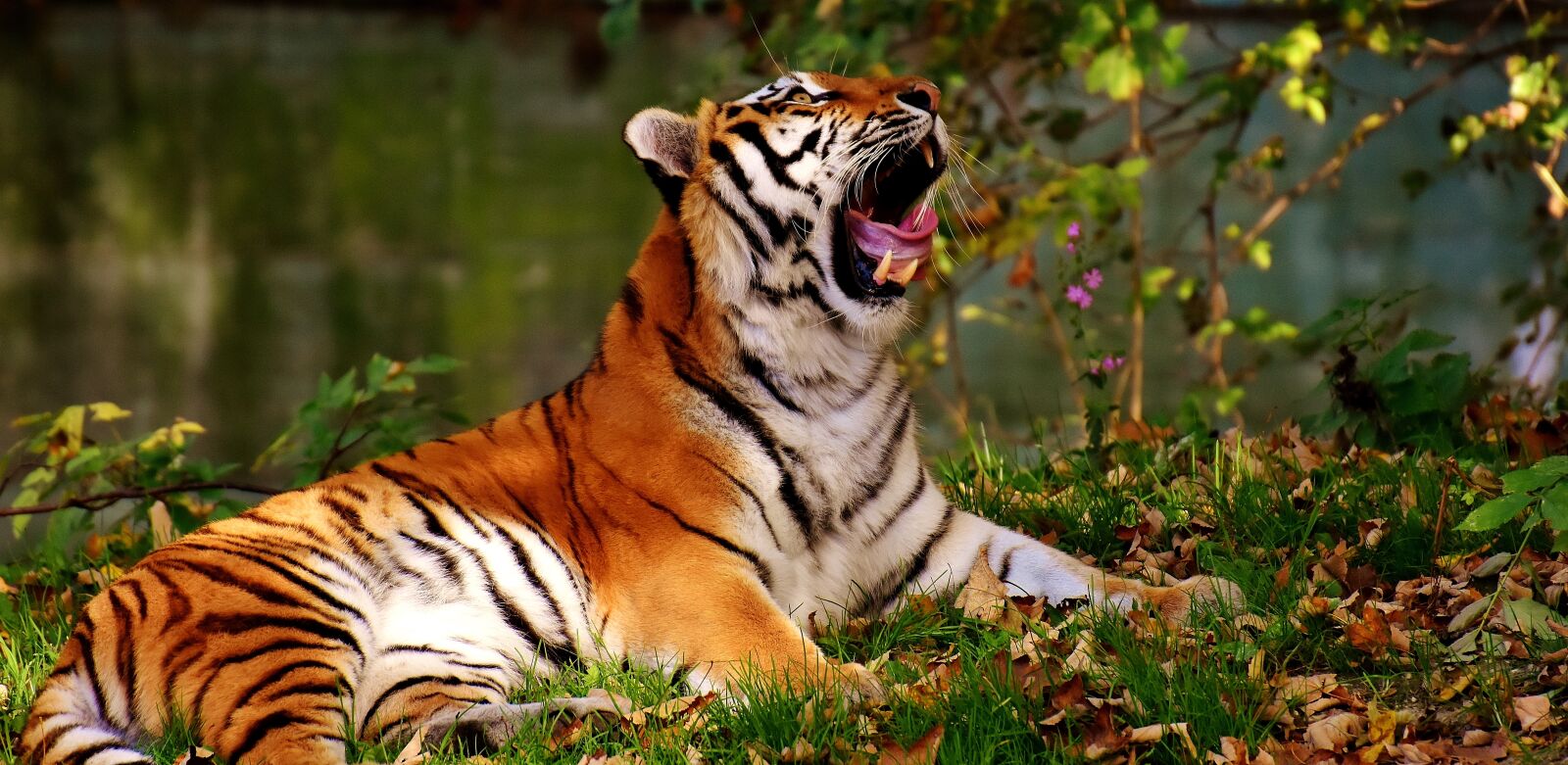 Nikon D7200 sample photo. Tiger, predator, fur photography