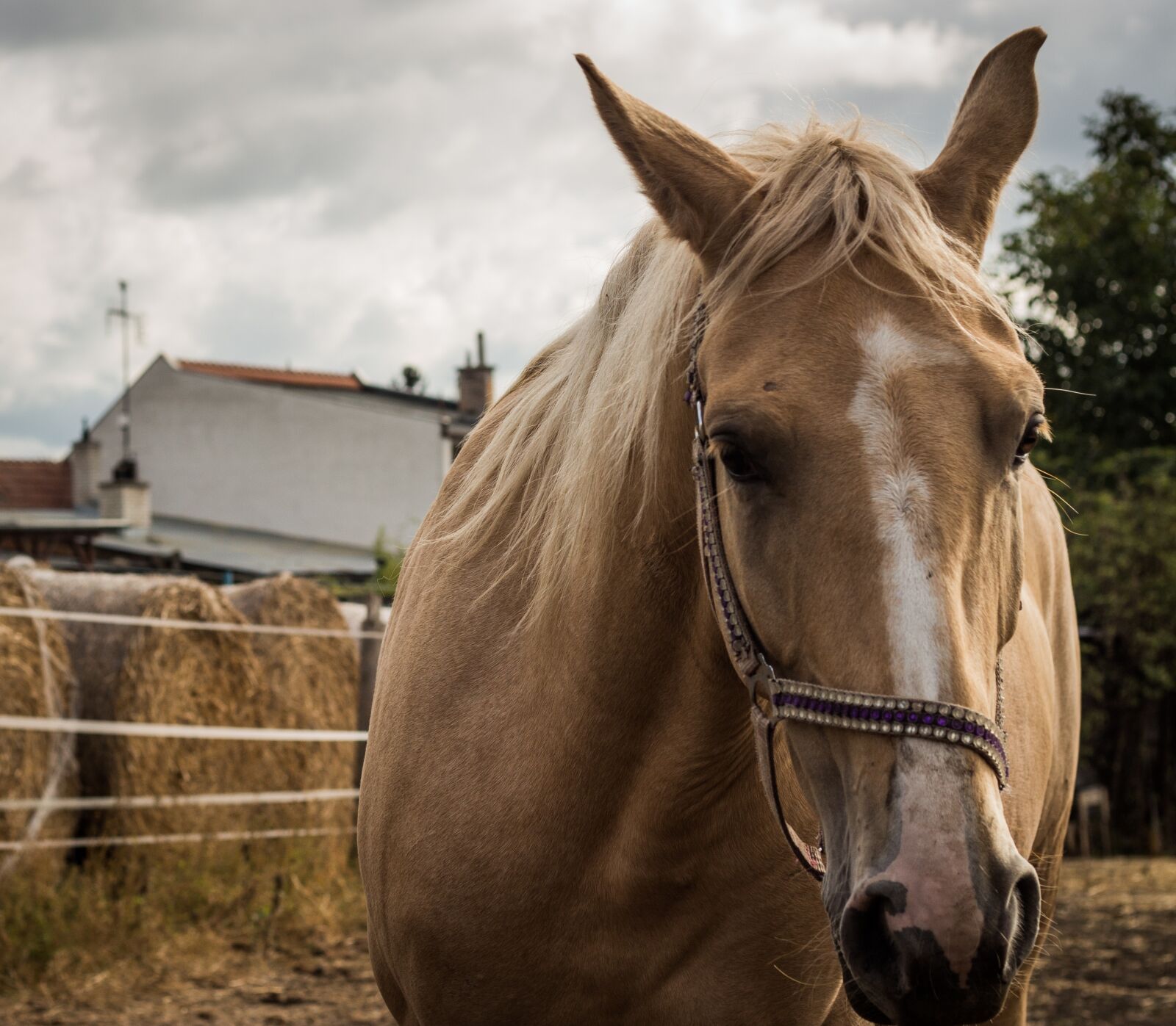 Canon EOS 700D (EOS Rebel T5i / EOS Kiss X7i) + Canon EF 50mm F1.8 STM sample photo. Pen, range, animal photography