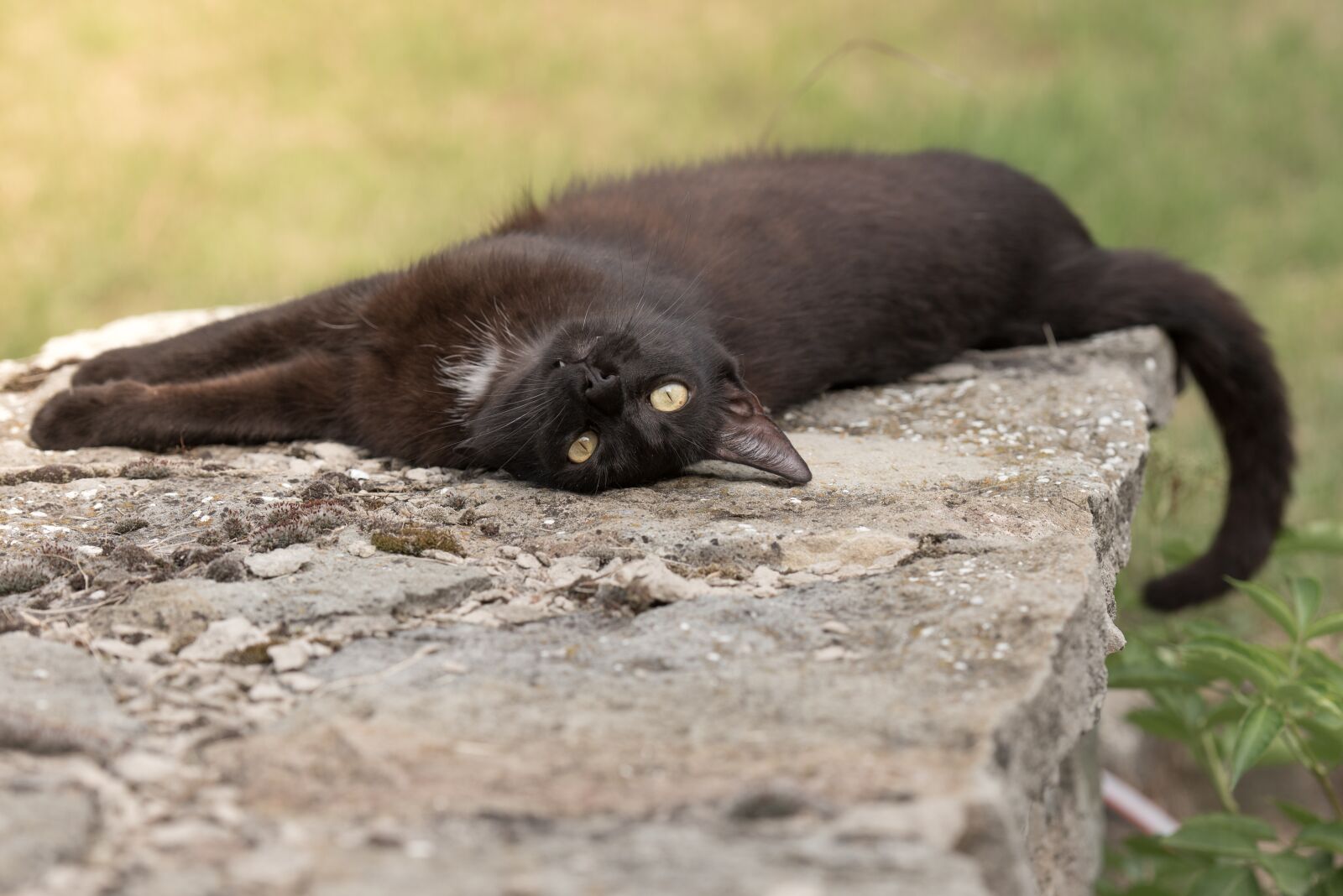 Nikon D750 sample photo. Cat, kitten, black cat photography