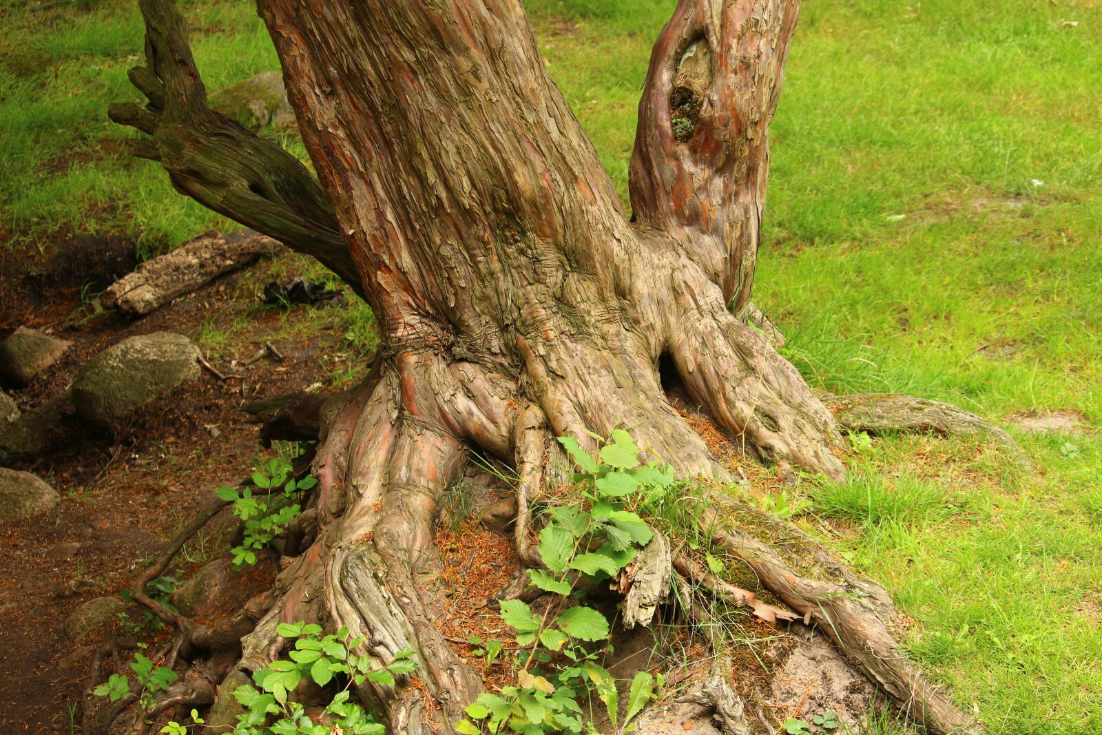 Canon EOS 100D (EOS Rebel SL1 / EOS Kiss X7) sample photo. Tree, root, gnarled photography