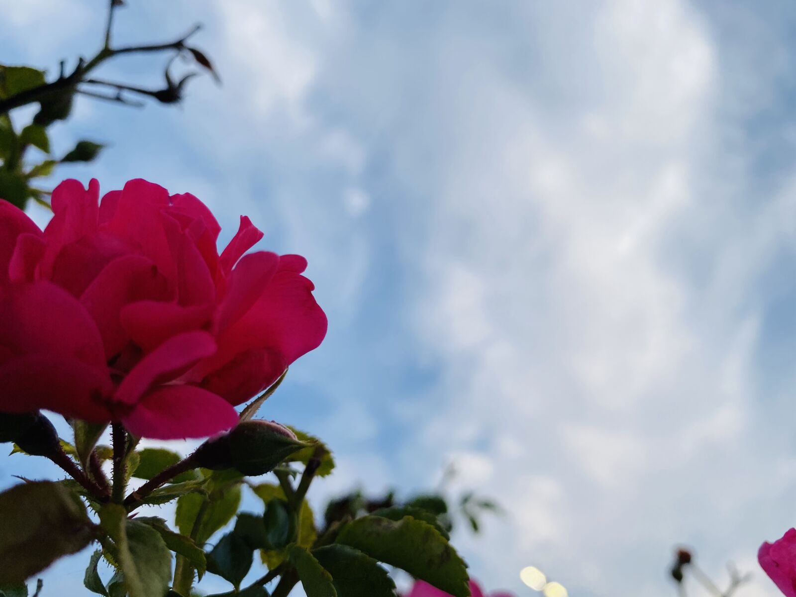 Apple iPhone 11 Pro Max sample photo