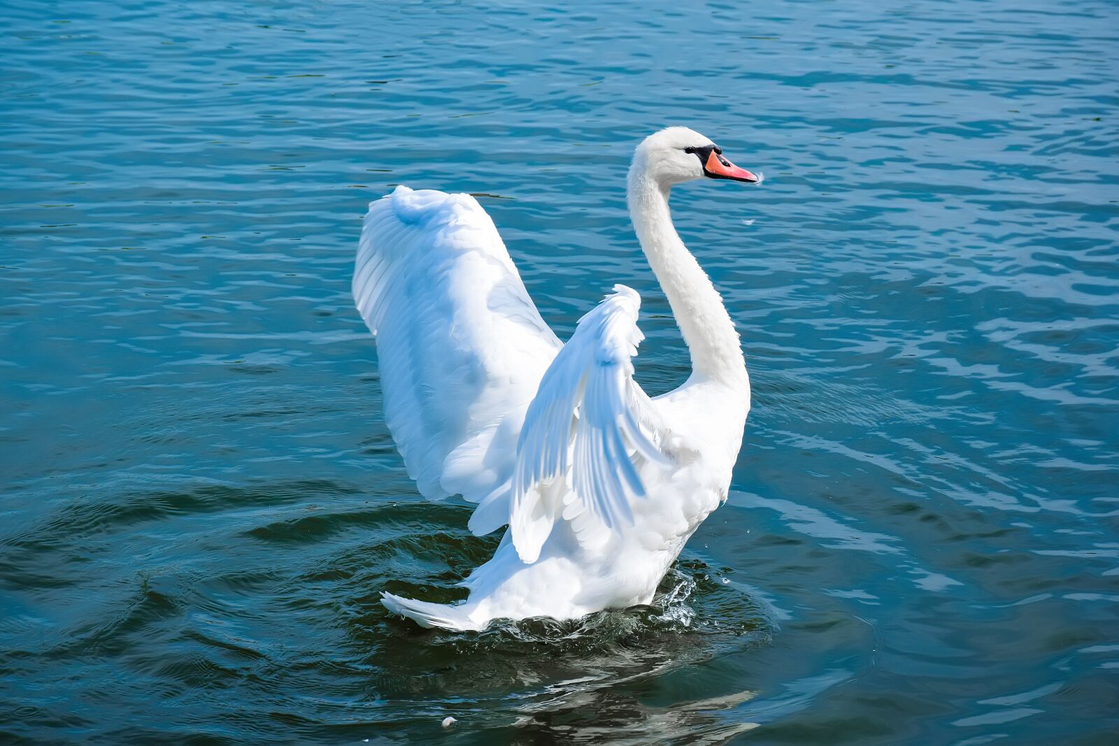 Nikon D5300 sample photo. Swan, lake, waterfowl photography
