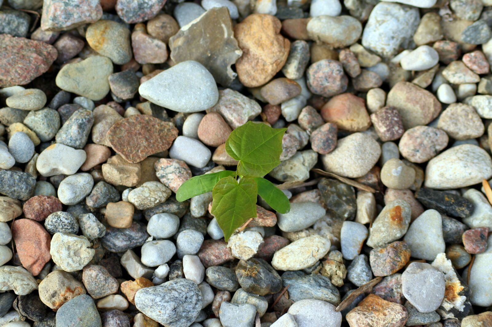 Canon EOS 1200D (EOS Rebel T5 / EOS Kiss X70 / EOS Hi) sample photo. Pebbles, the stones, smooth photography