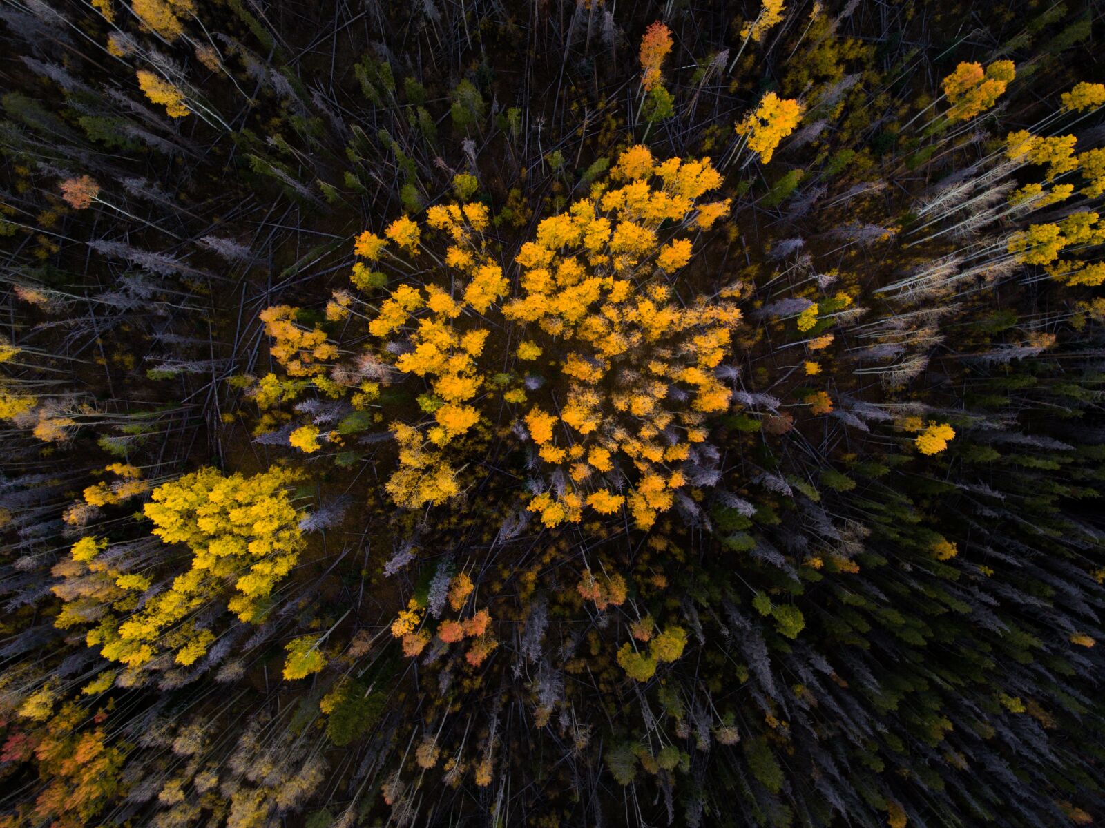 DJI FC330 sample photo. Bright, close-up, color photography