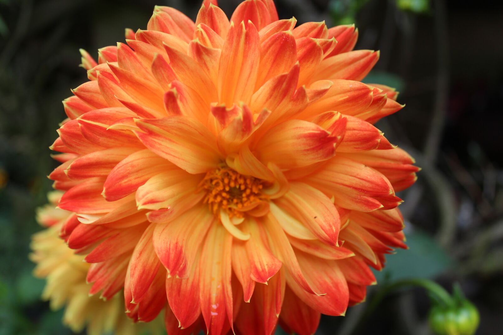 Canon EOS 650D (EOS Rebel T4i / EOS Kiss X6i) sample photo. Flower, garden, colorful photography