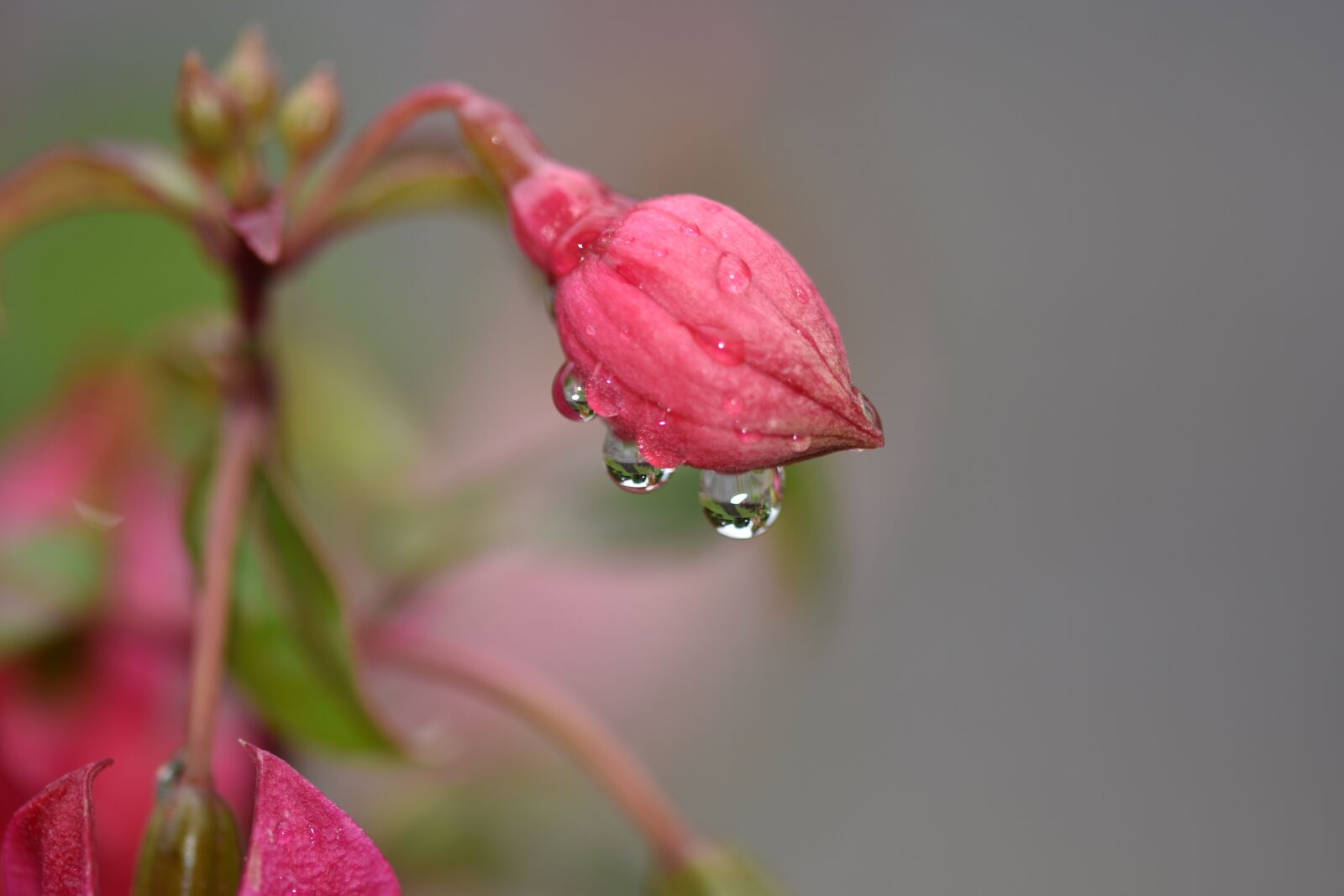 Nikon D7200 sample photo. Flower, rain, pink flower photography