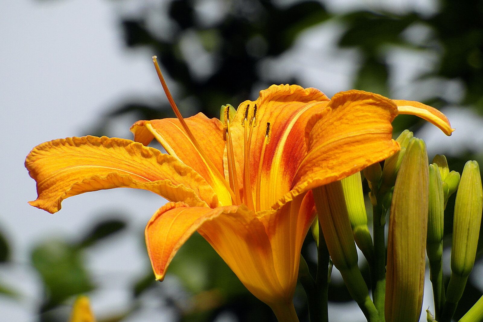 Samsung WB750 sample photo. Lily, flower, smolinosy photography