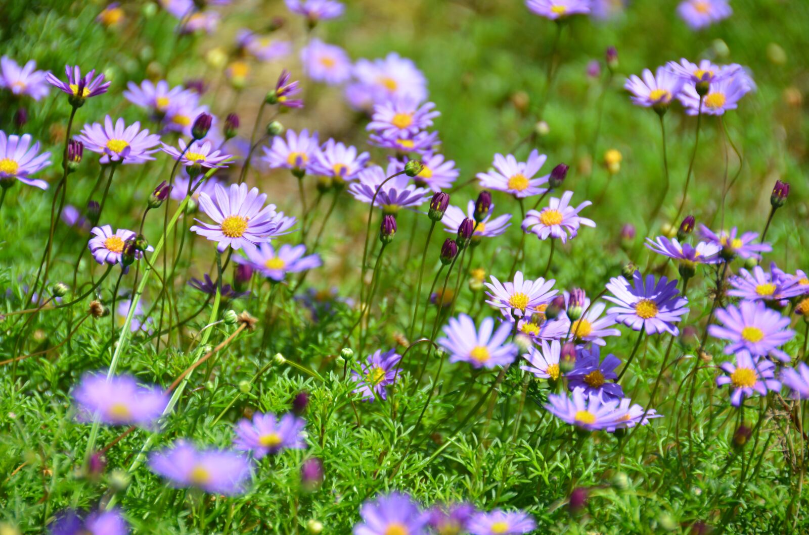 Nikon D7000 sample photo. Flower, garden, nature photography