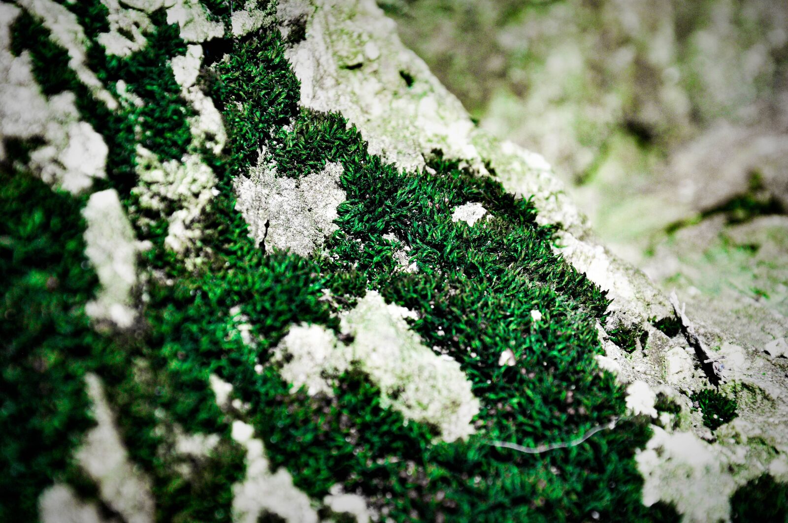 Nikon D300S sample photo. Me, forest, plant photography