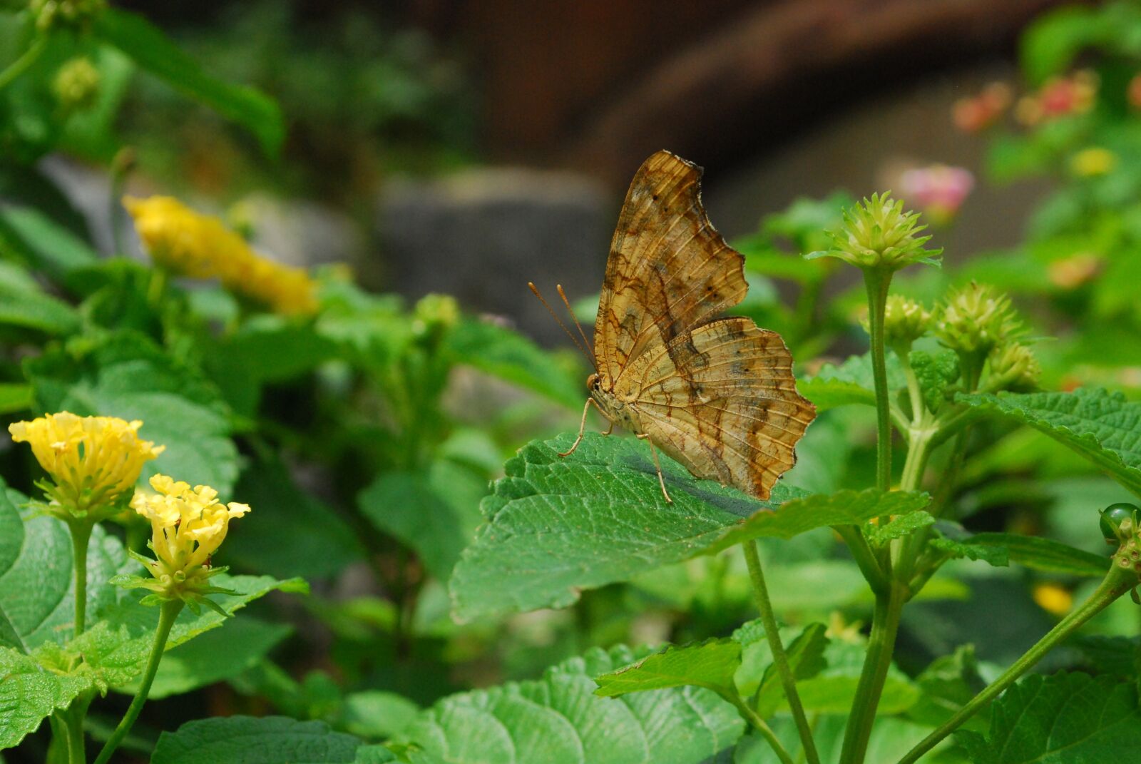 Nikon D60 sample photo. Butterfly, swallowtail, nature photography