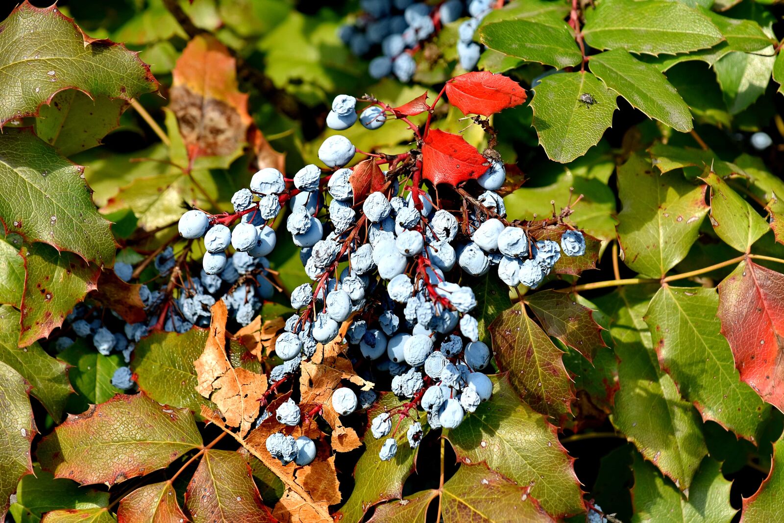 Nikon D5500 sample photo. Autumn season, berries, shrub photography