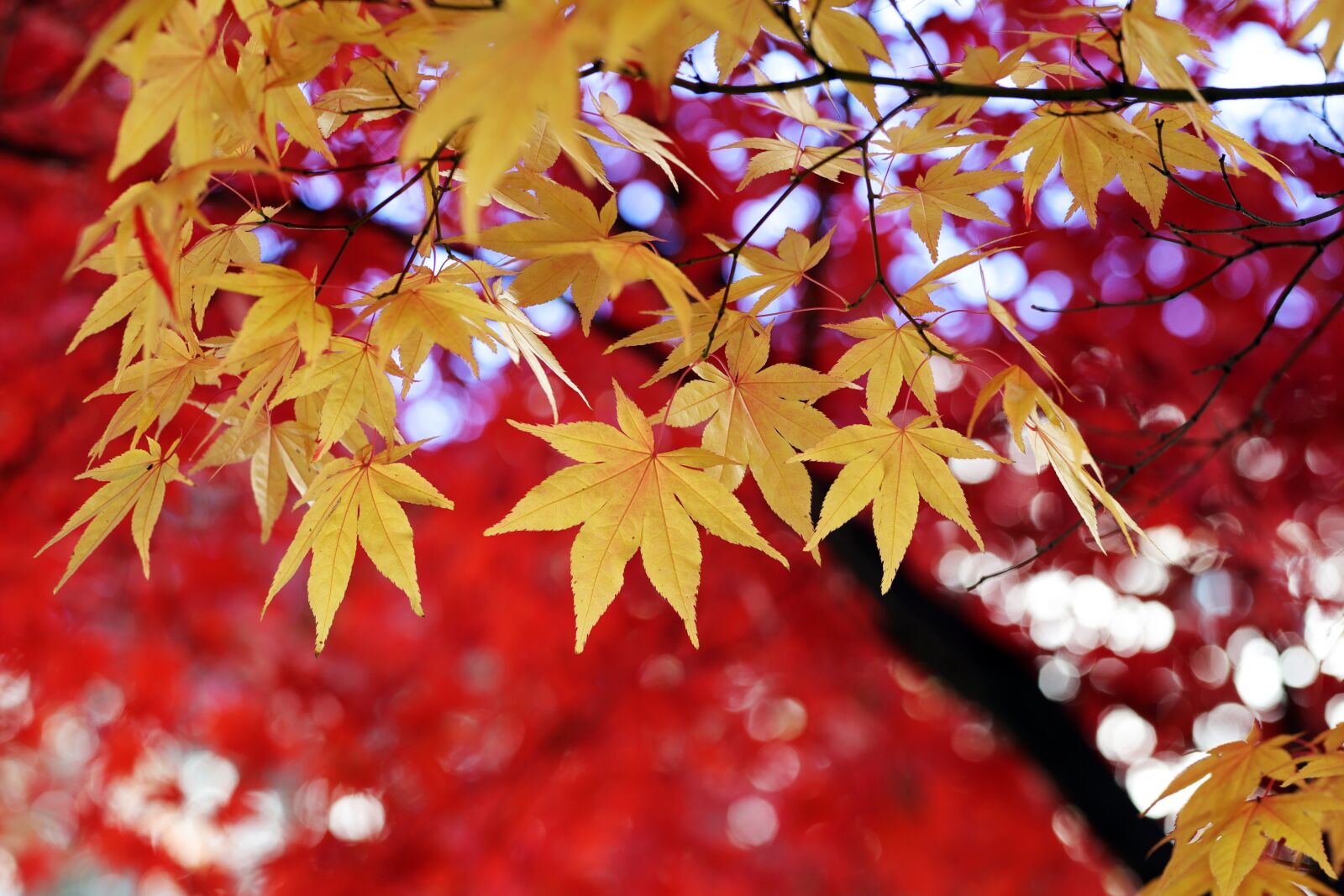 Canon EOS 6D Mark II + Sigma 85mm F1.4 DG HSM Art sample photo. Leaves, tree, autumn leaves photography