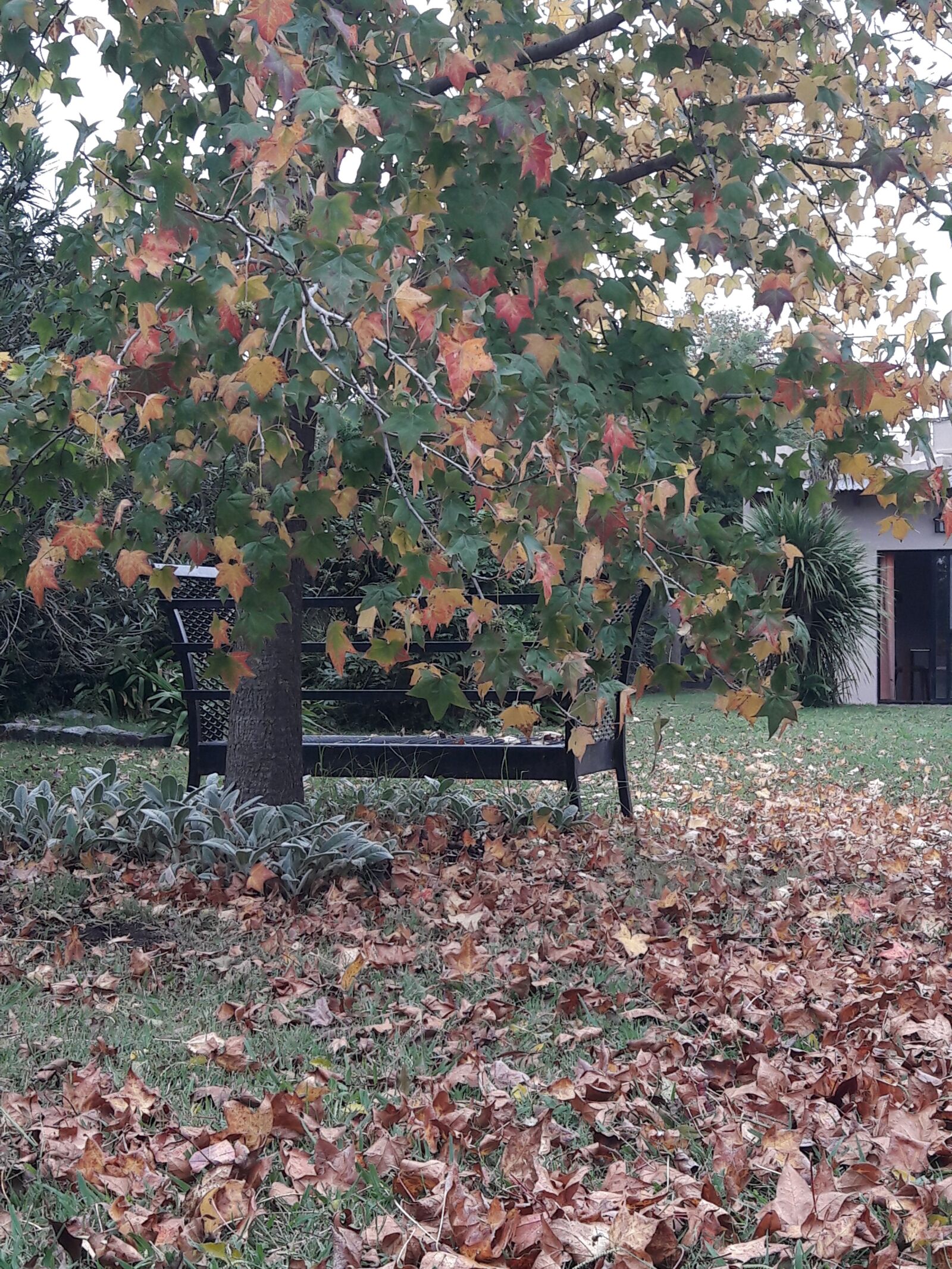 Samsung Galaxy A5(2016) sample photo. Autumn, leaves, tree photography