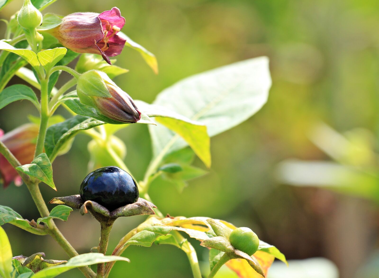 Canon EOS 550D (EOS Rebel T2i / EOS Kiss X4) sample photo. Belladonna, atropa belladonna, plant photography
