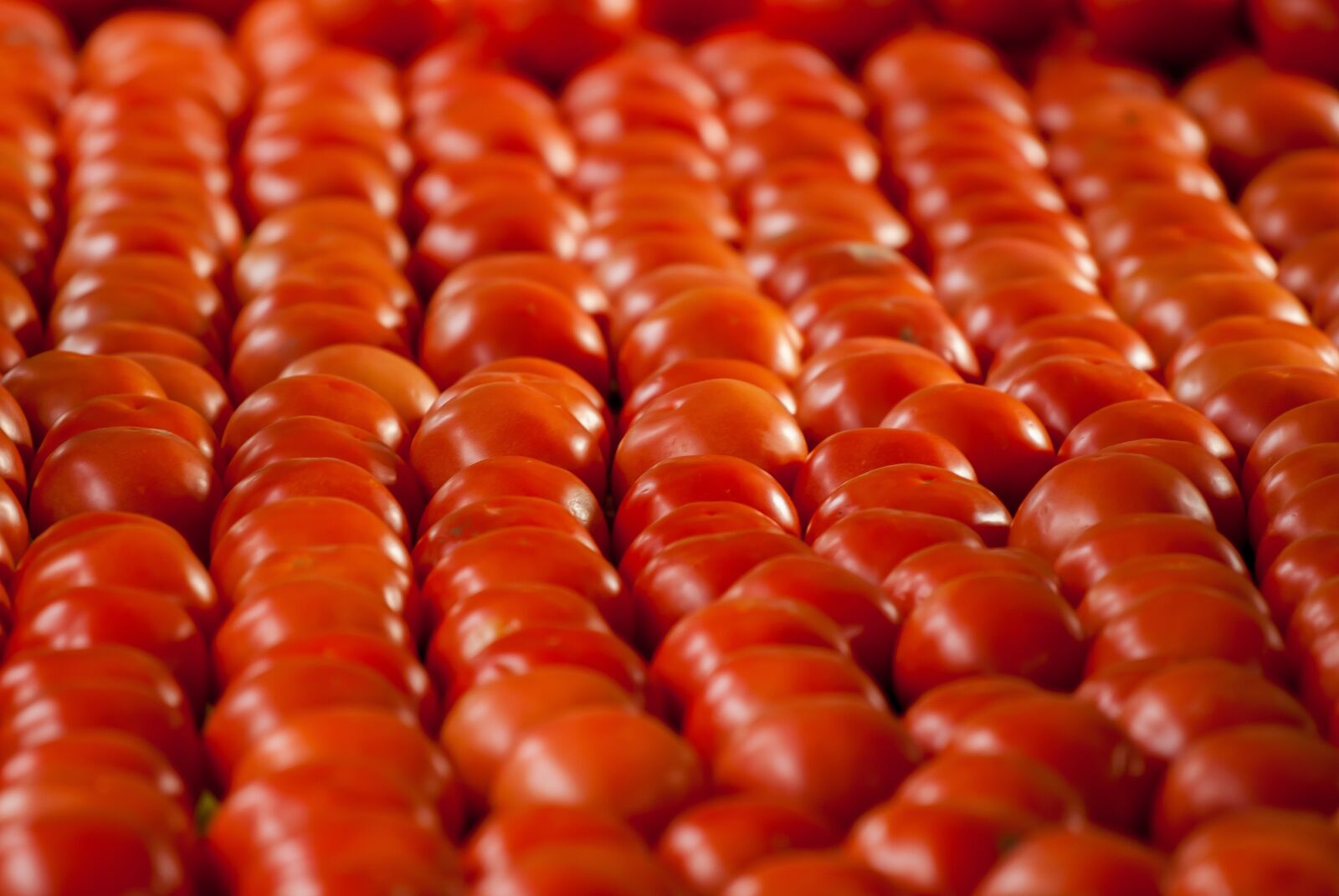 Nikon D200 sample photo. Tomatoes, fruits, vegetable photography