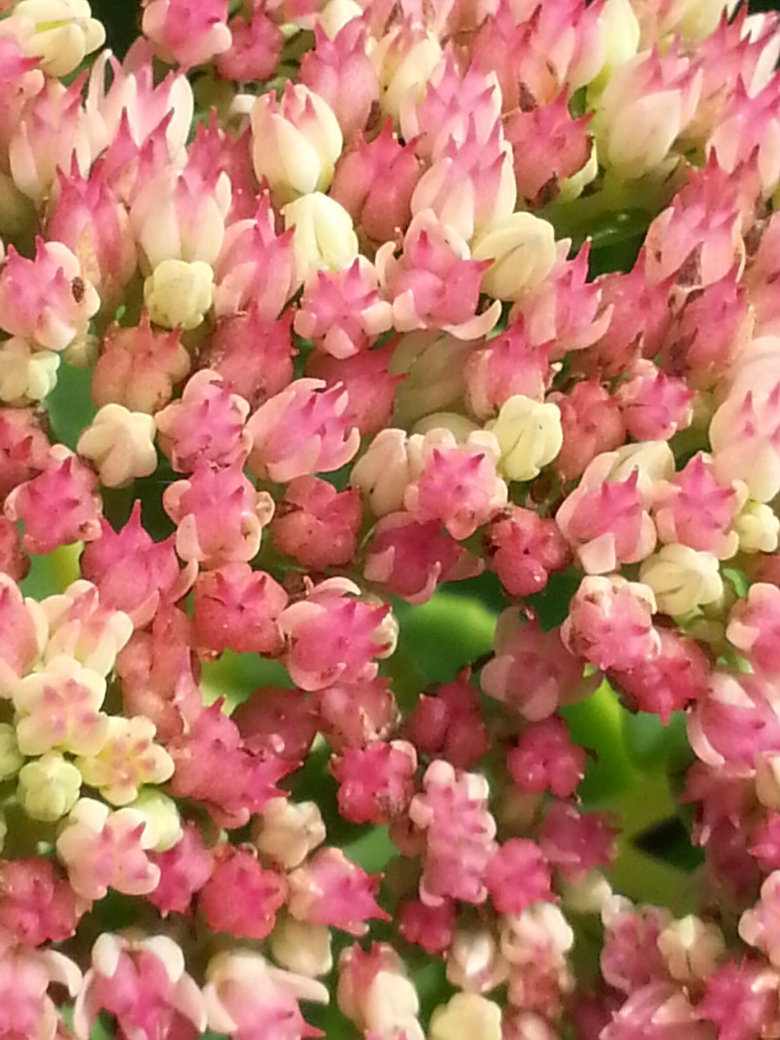 Samsung Galaxy S3 sample photo. Flowers, spring, summer photography
