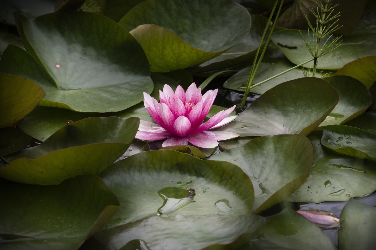 Olympus M.Zuiko Digital ED 12-100mm F4.0 IS Pro sample photo. Plant, water, water lily photography
