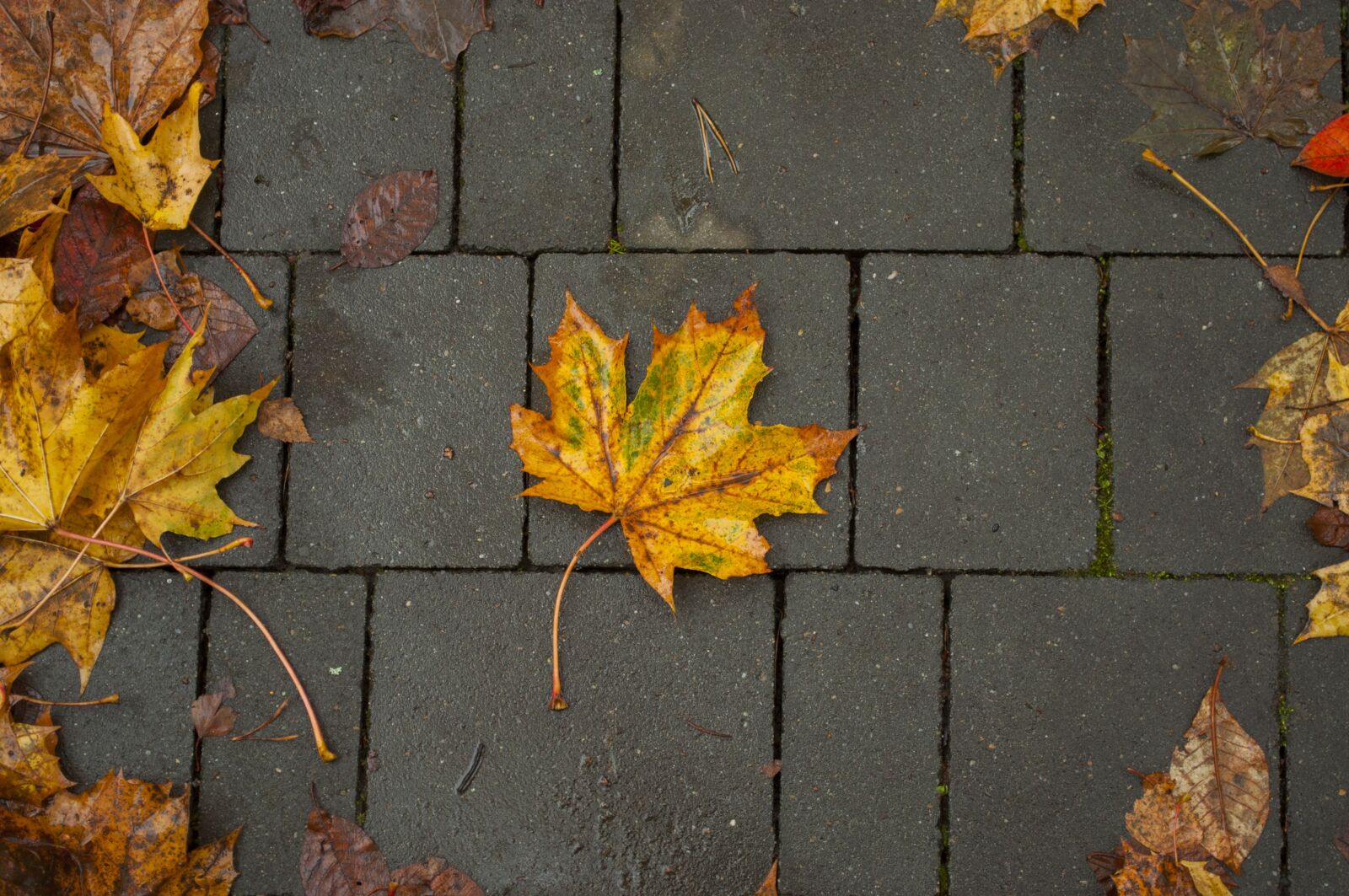 Nikon D5000 sample photo. Autumn, park, alley photography