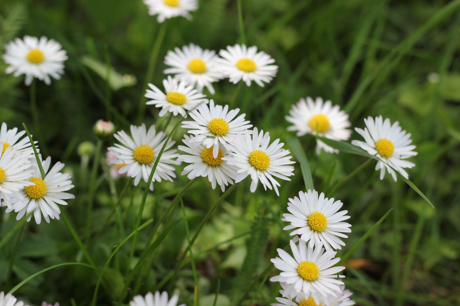 Canon EOS 550D (EOS Rebel T2i / EOS Kiss X4) sample photo. Daisy, flower, floral photography