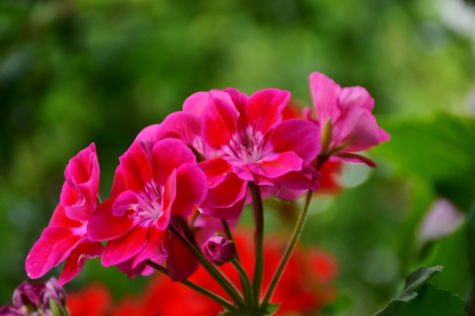Nikon D7200 sample photo. Balcony, flower box, flowers photography