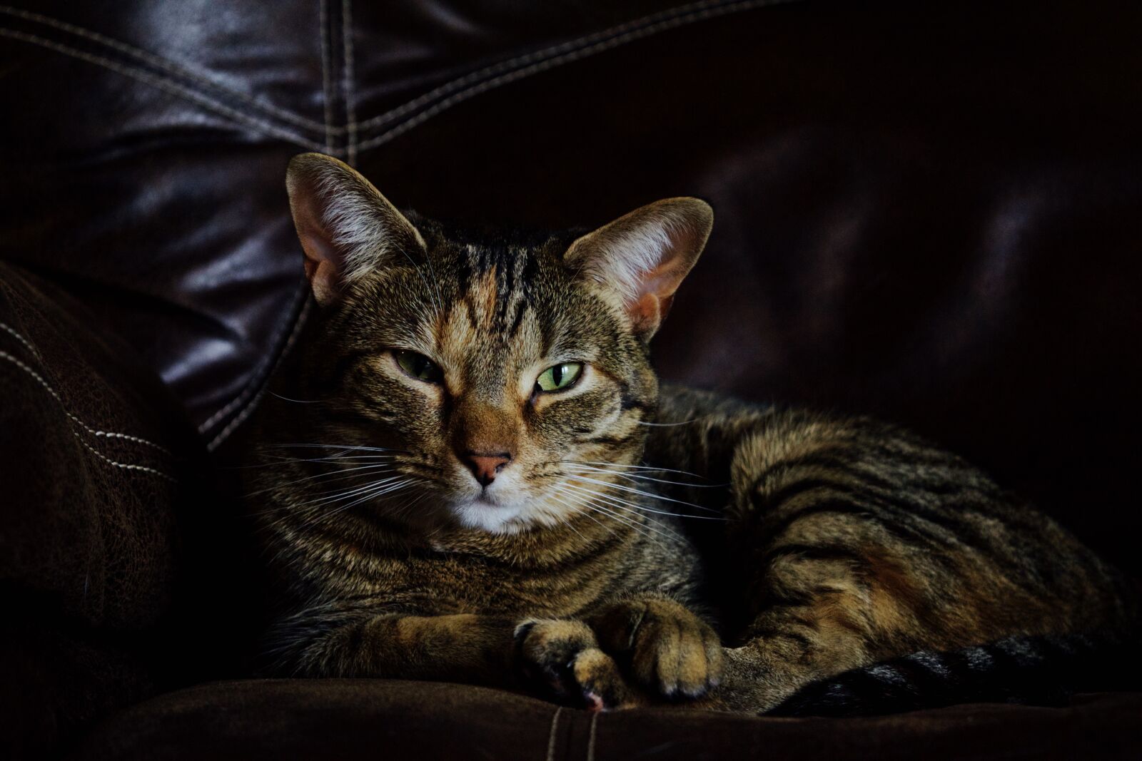 Nikon D5500 sample photo. Cat, kitty, animal photography