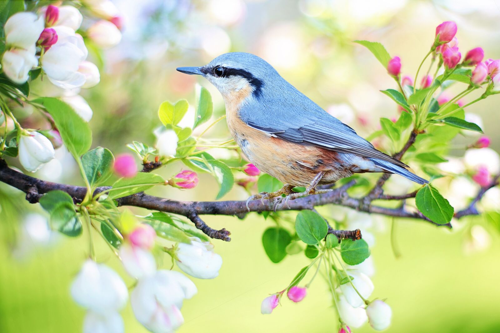Canon EF 50mm F1.4 USM sample photo. Spring bird, bird, spring photography
