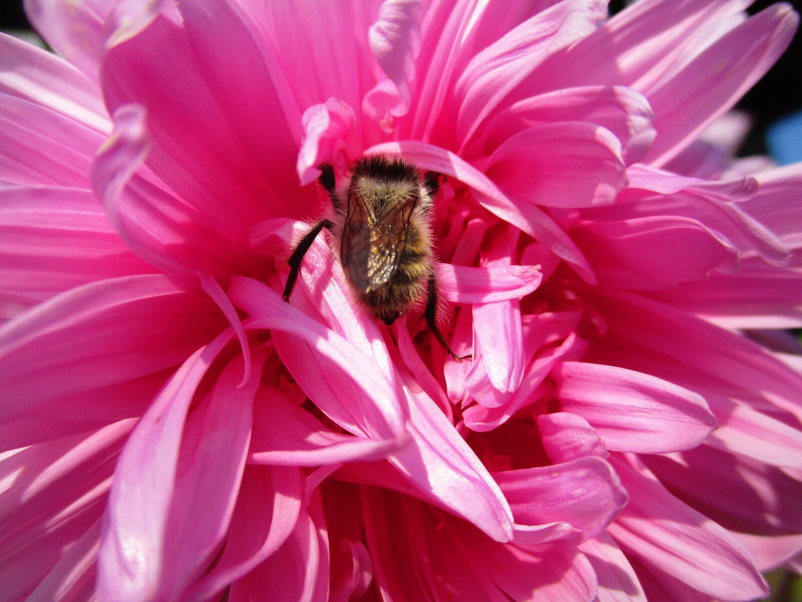 Canon IXUS 185 sample photo. Bumblebee, astra, flower photography