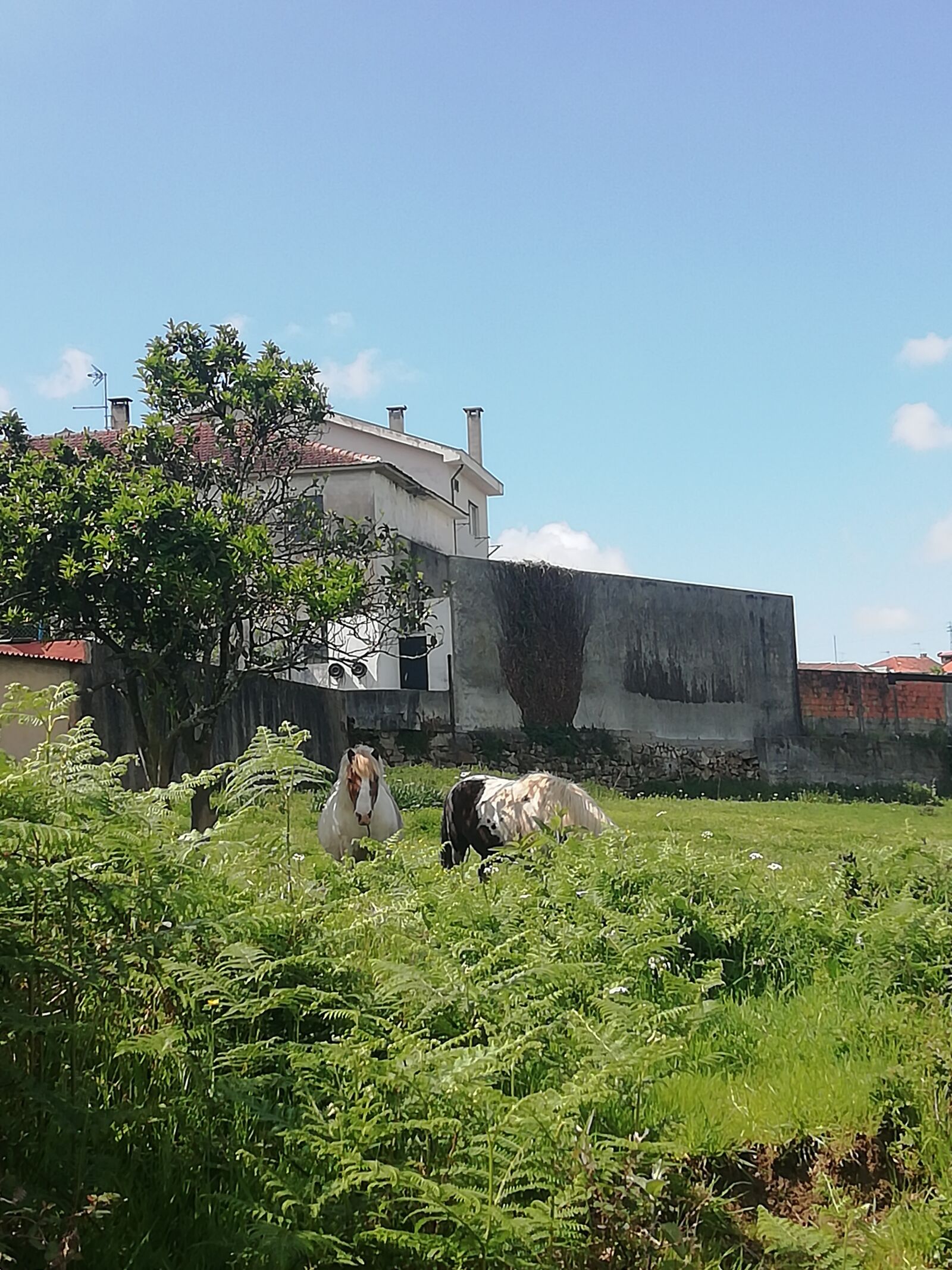 HUAWEI FIG-LX1 sample photo. Horses, village, animals photography