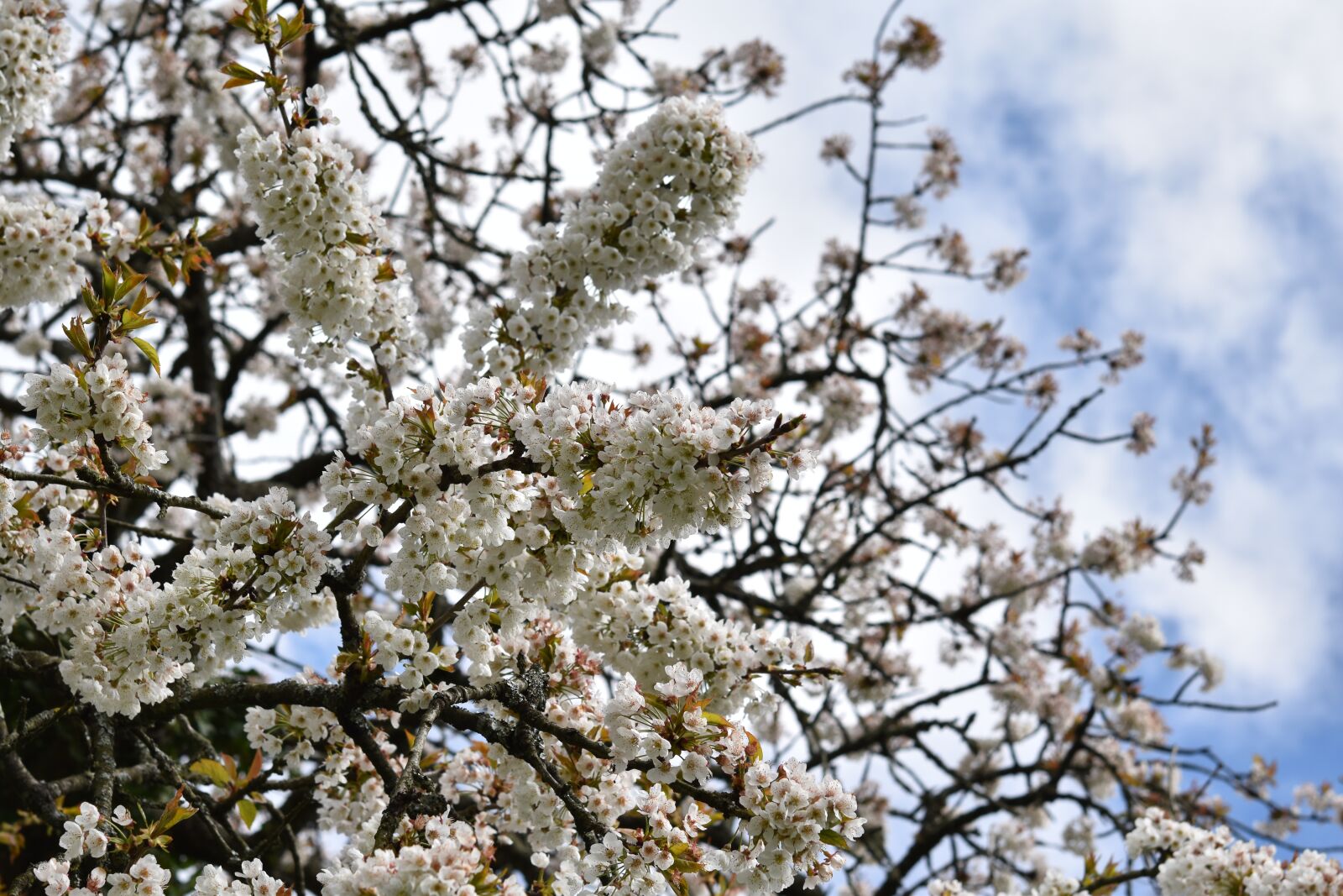 Nikon D5600 sample photo. White flowers, shrubs, cherry photography