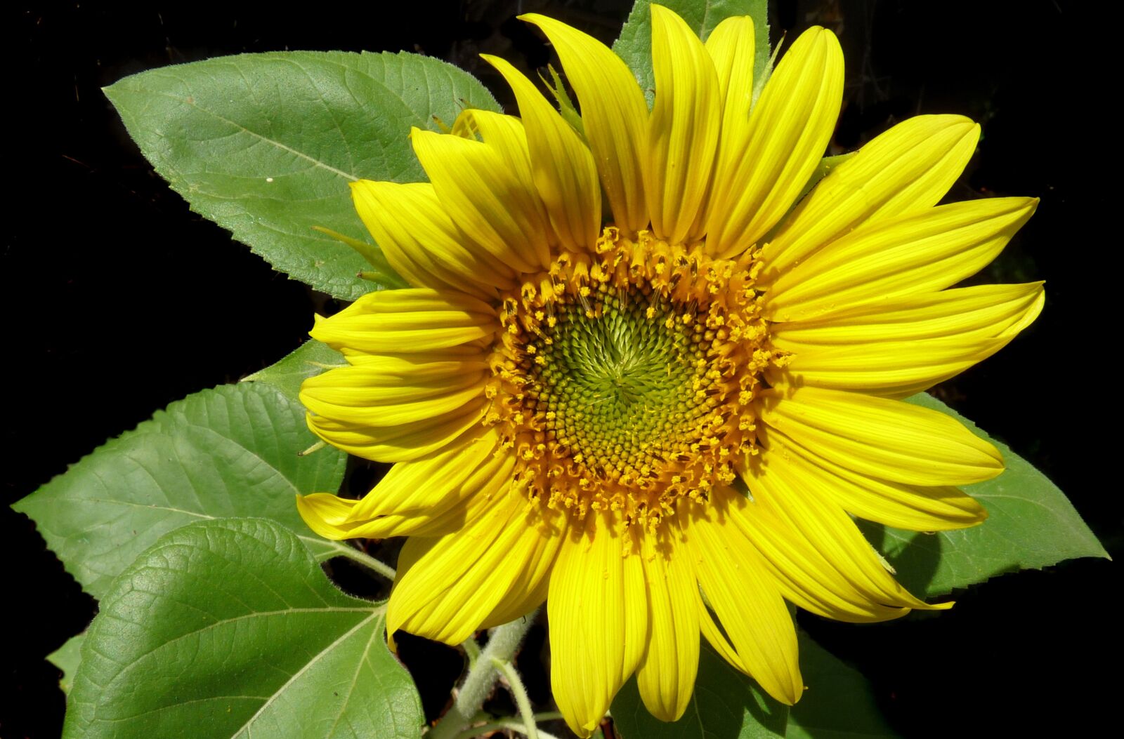 Panasonic Lumix DMC-FZ28 sample photo. Sunflower, bloom, flower photography