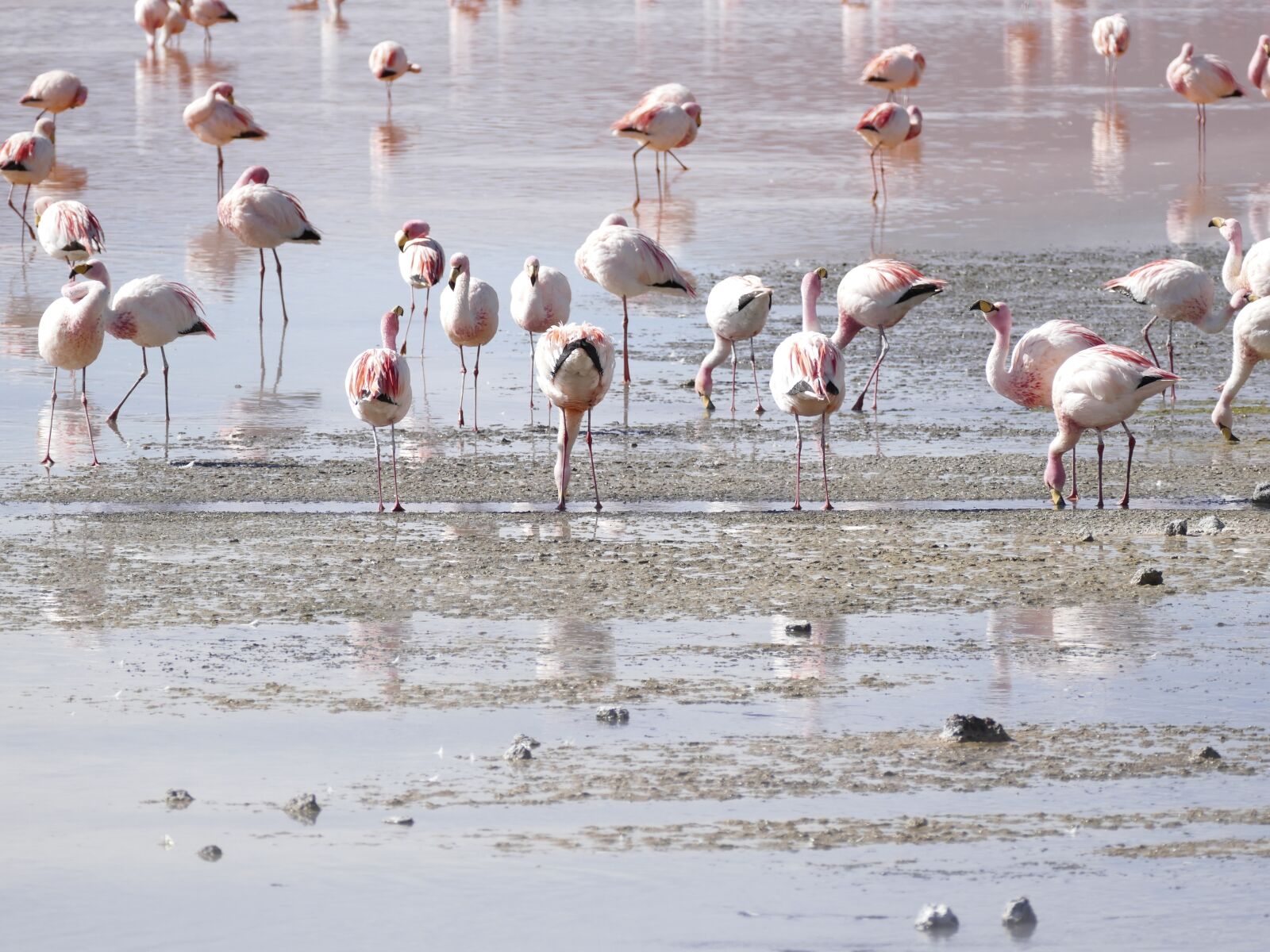 Panasonic Lumix DMC-FZ1000 sample photo. Flamingos, lagoon, bolivia photography