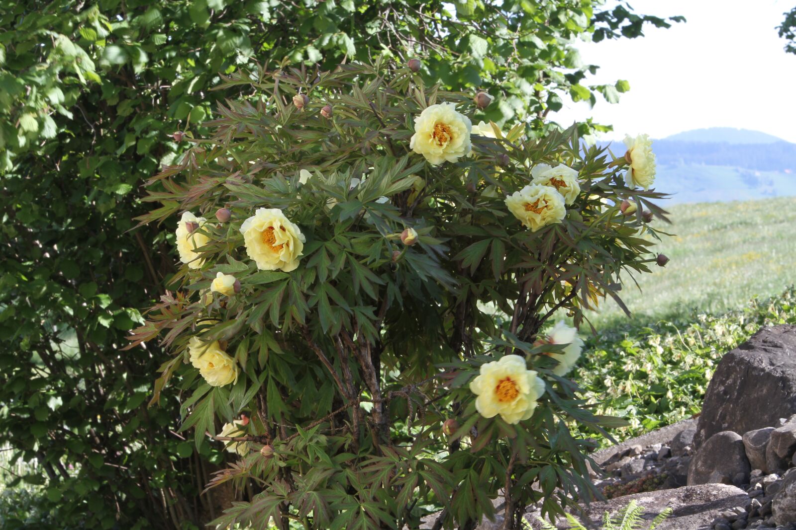 Canon EOS 7D sample photo. Pfingstrosen, yellow, flowers photography