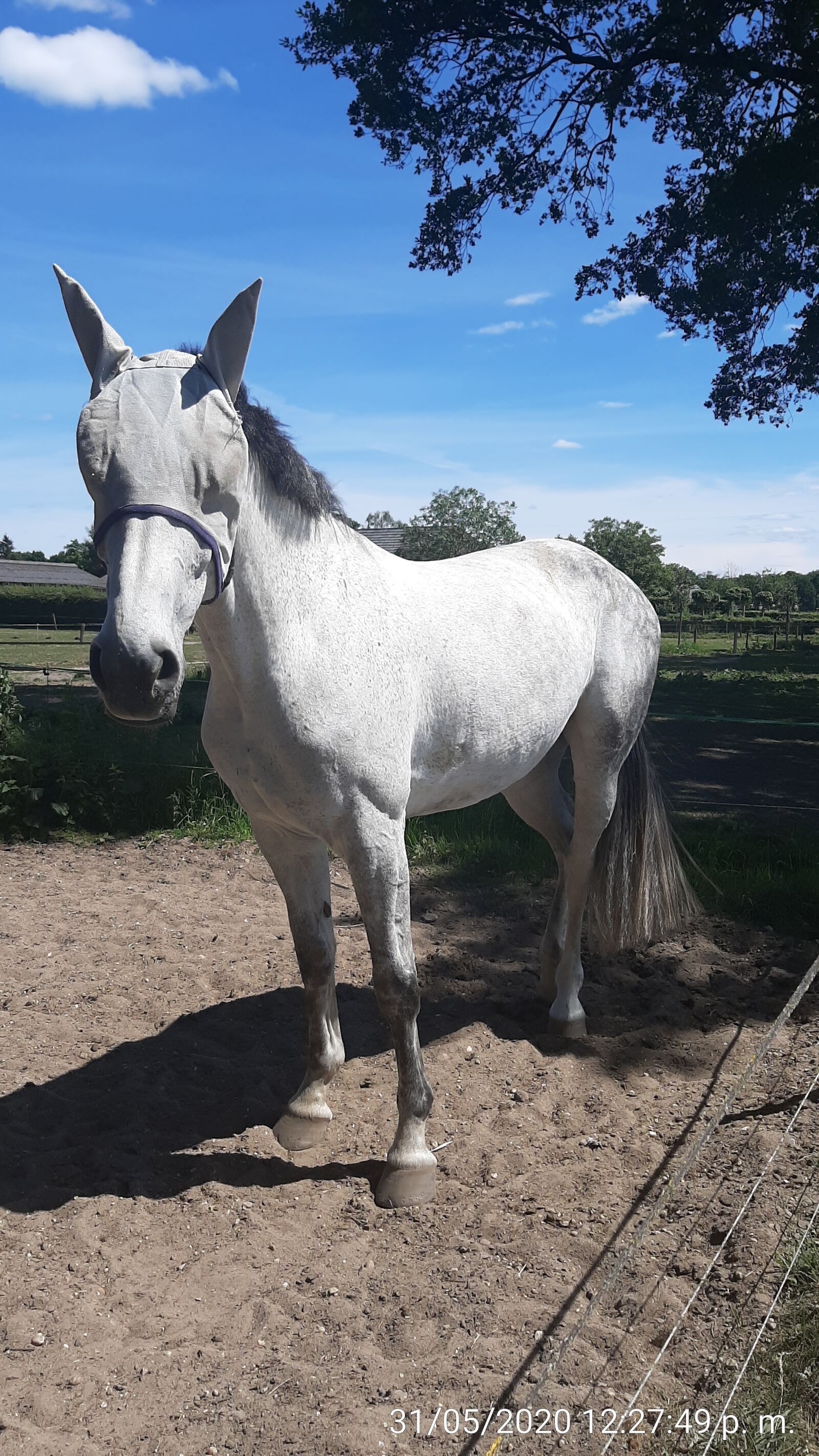 Samsung Galaxy A50 sample photo. Rheden, horses, the summer photography