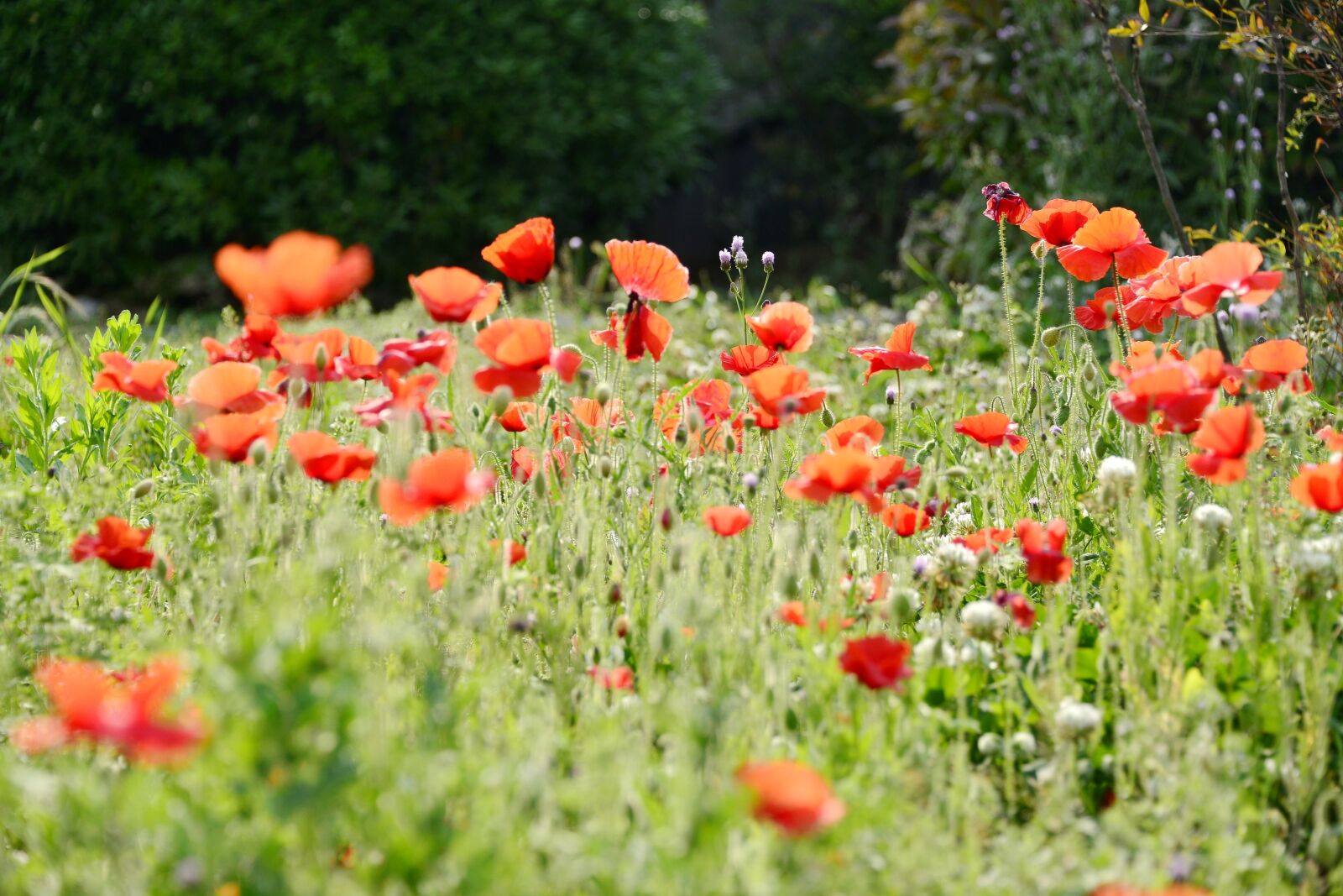Nikon D800E sample photo. Flower, poppy, spring photography