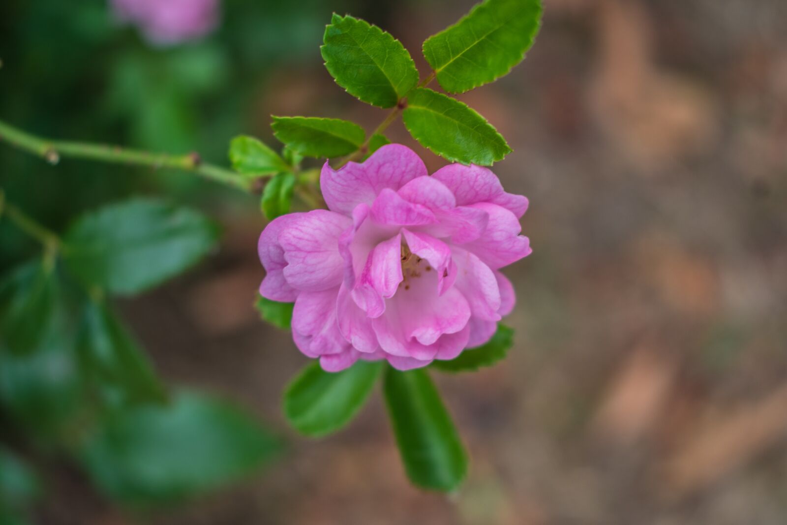 Nikon D3400 sample photo. Flower, rose, nature photography
